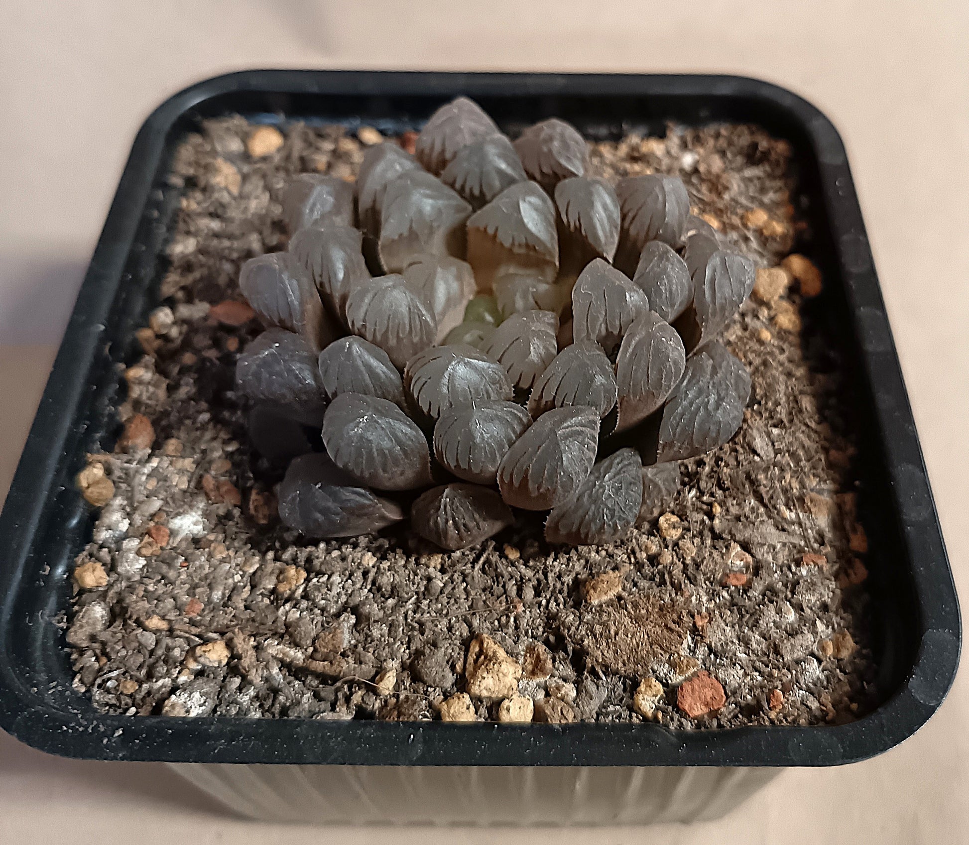 Haworthia cooperi var. obtusa Hybrid