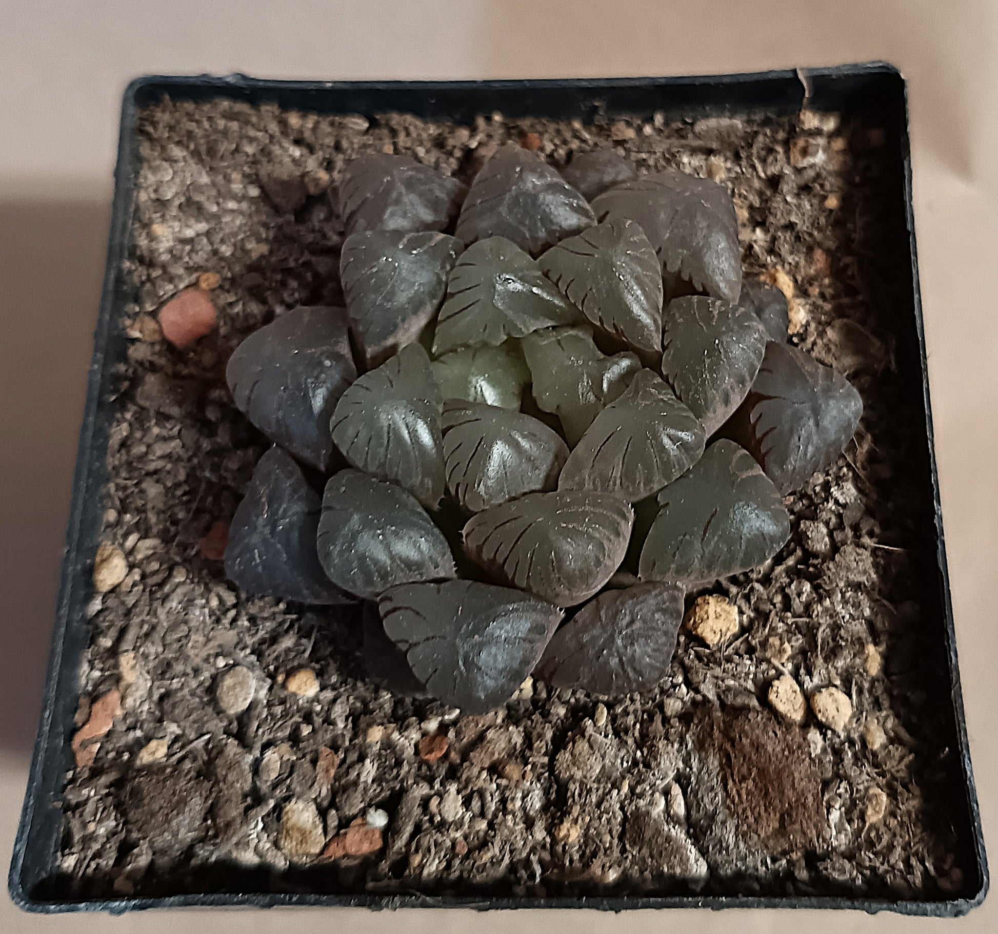 Haworthia cooperi var. obtusa Hybrid