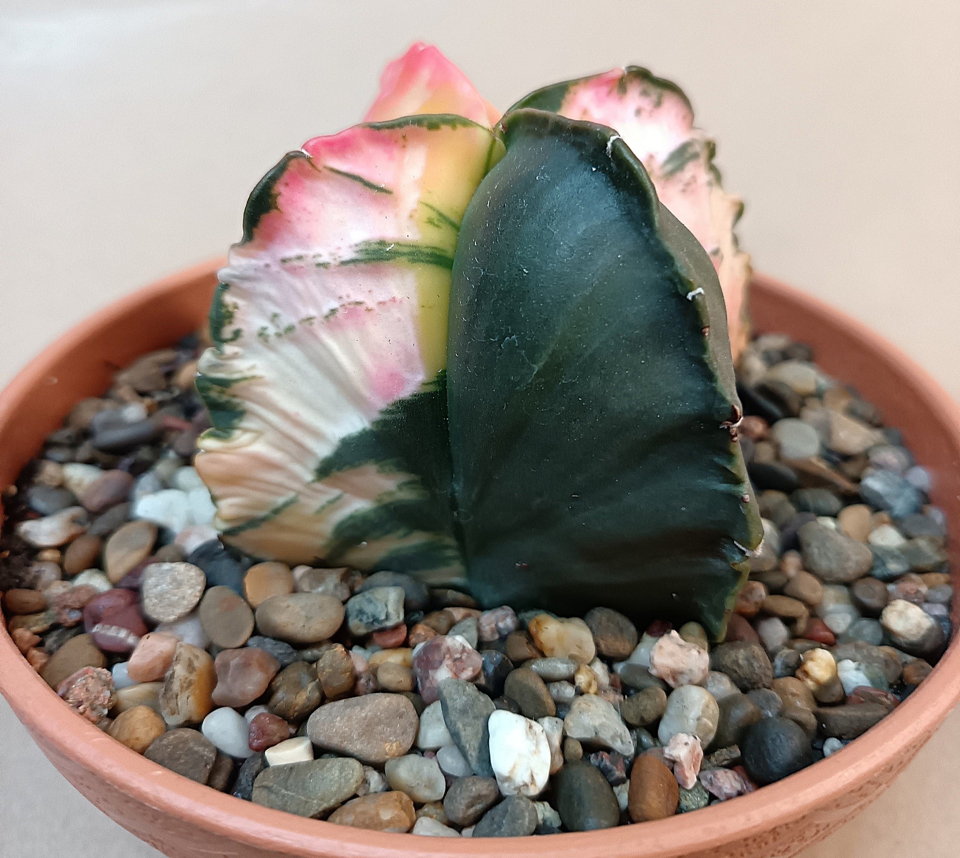 Astrophytum myriostigma f. variegata / Einzelexemplar