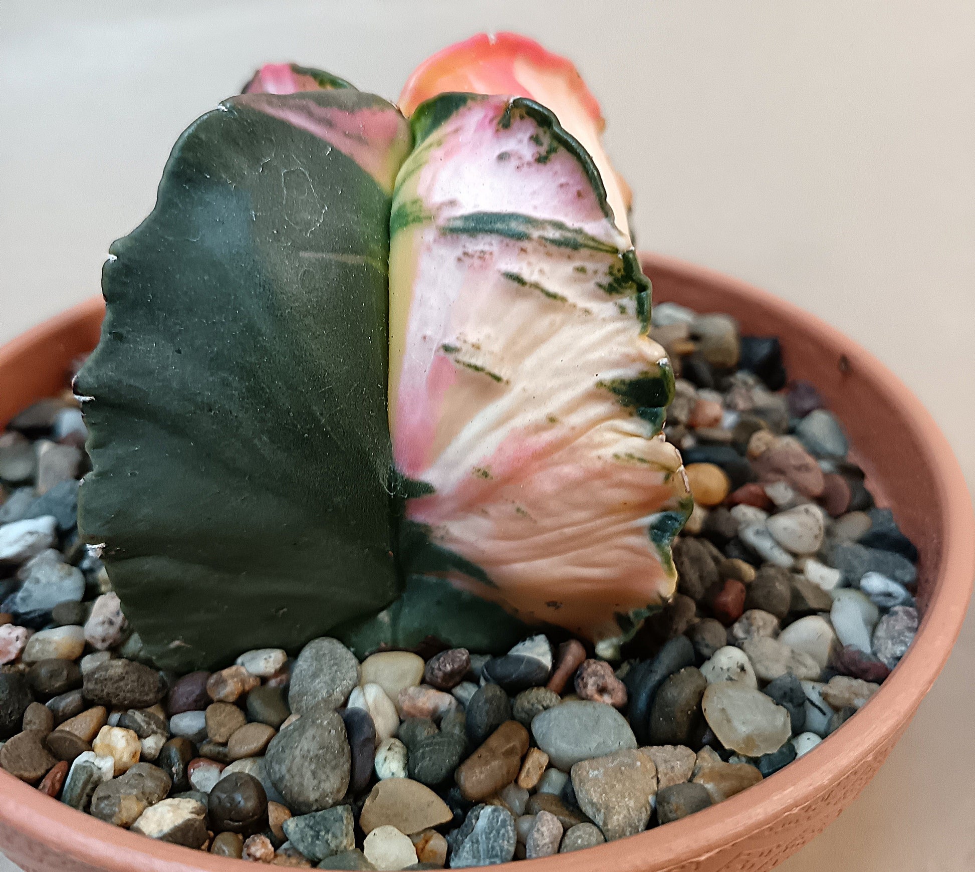 Astrophytum myriostigma f. variegata / Einzelexemplar