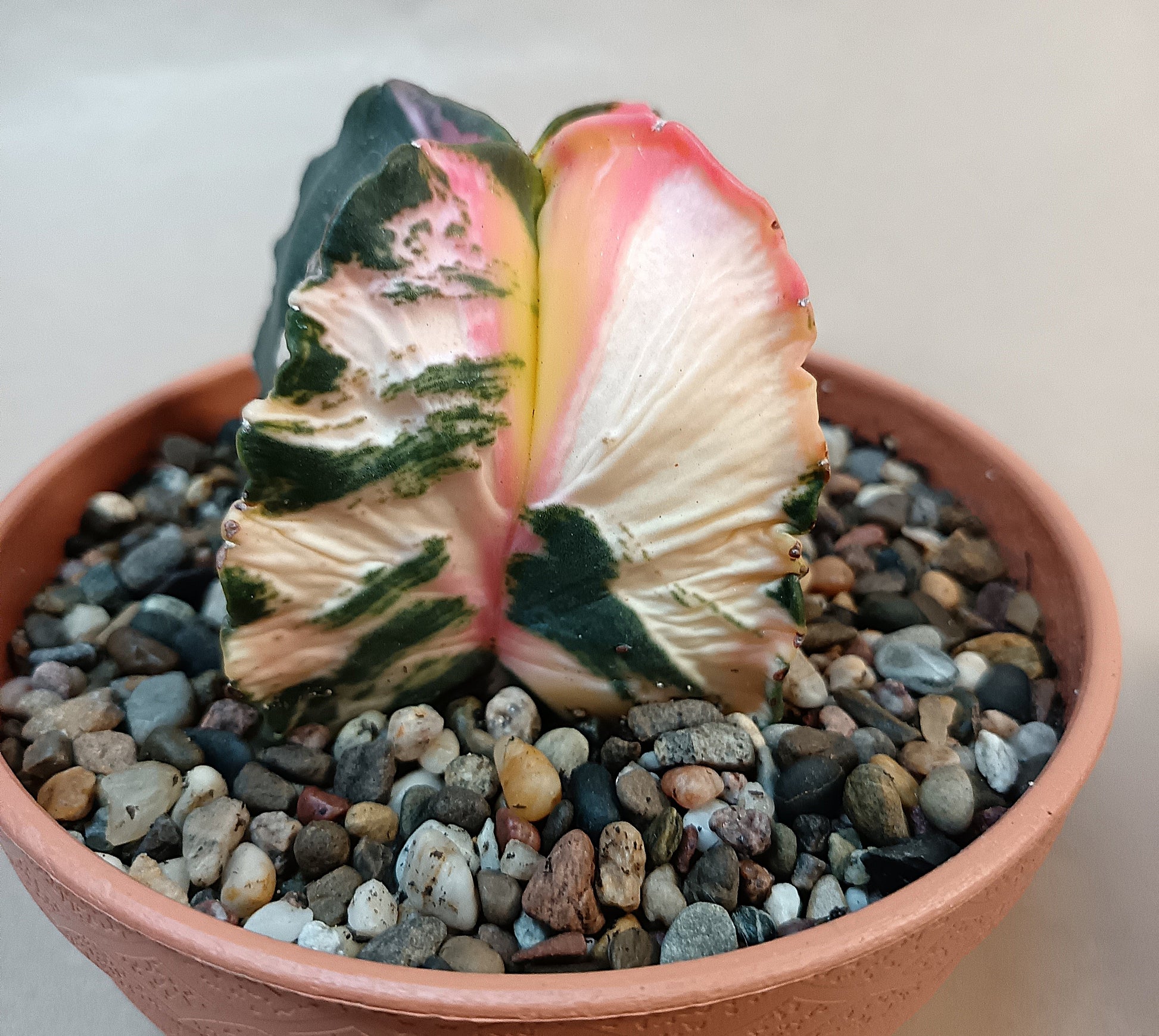 Astrophytum myriostigma f. variegata / Einzelexemplar