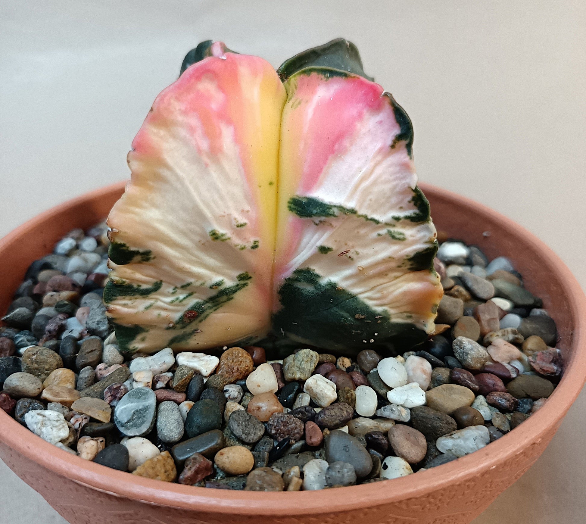 Astrophytum myriostigma f. variegata / Einzelexemplar