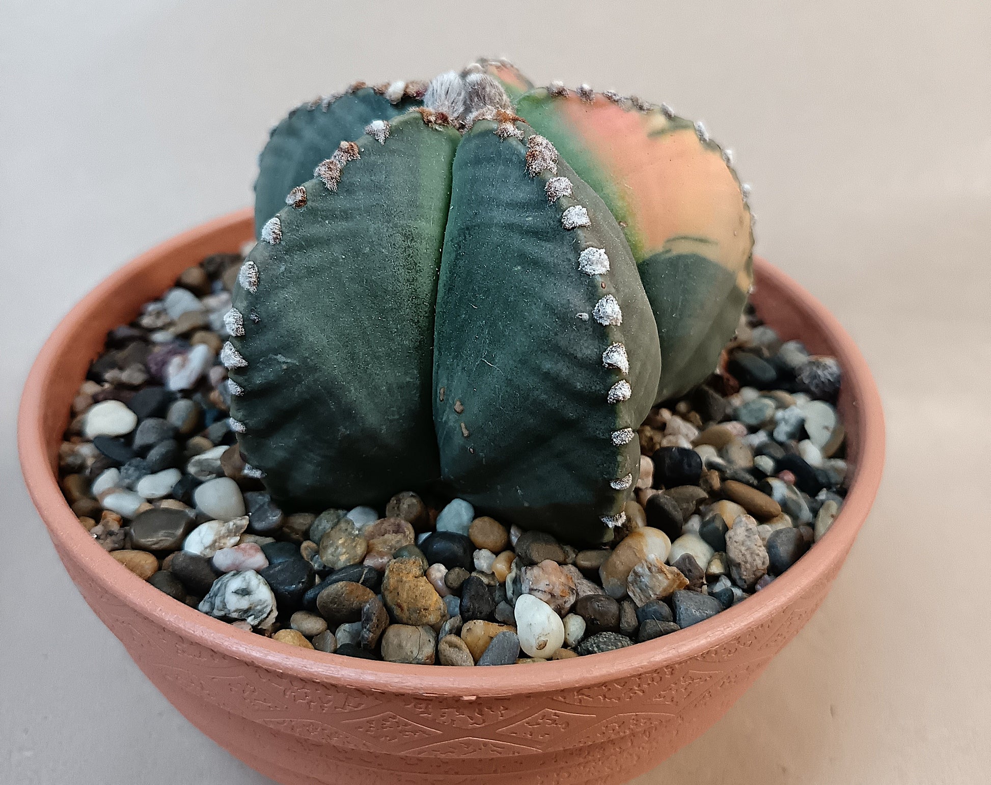 Astrophytum myriostigma f. variegata / Einzelexemplar