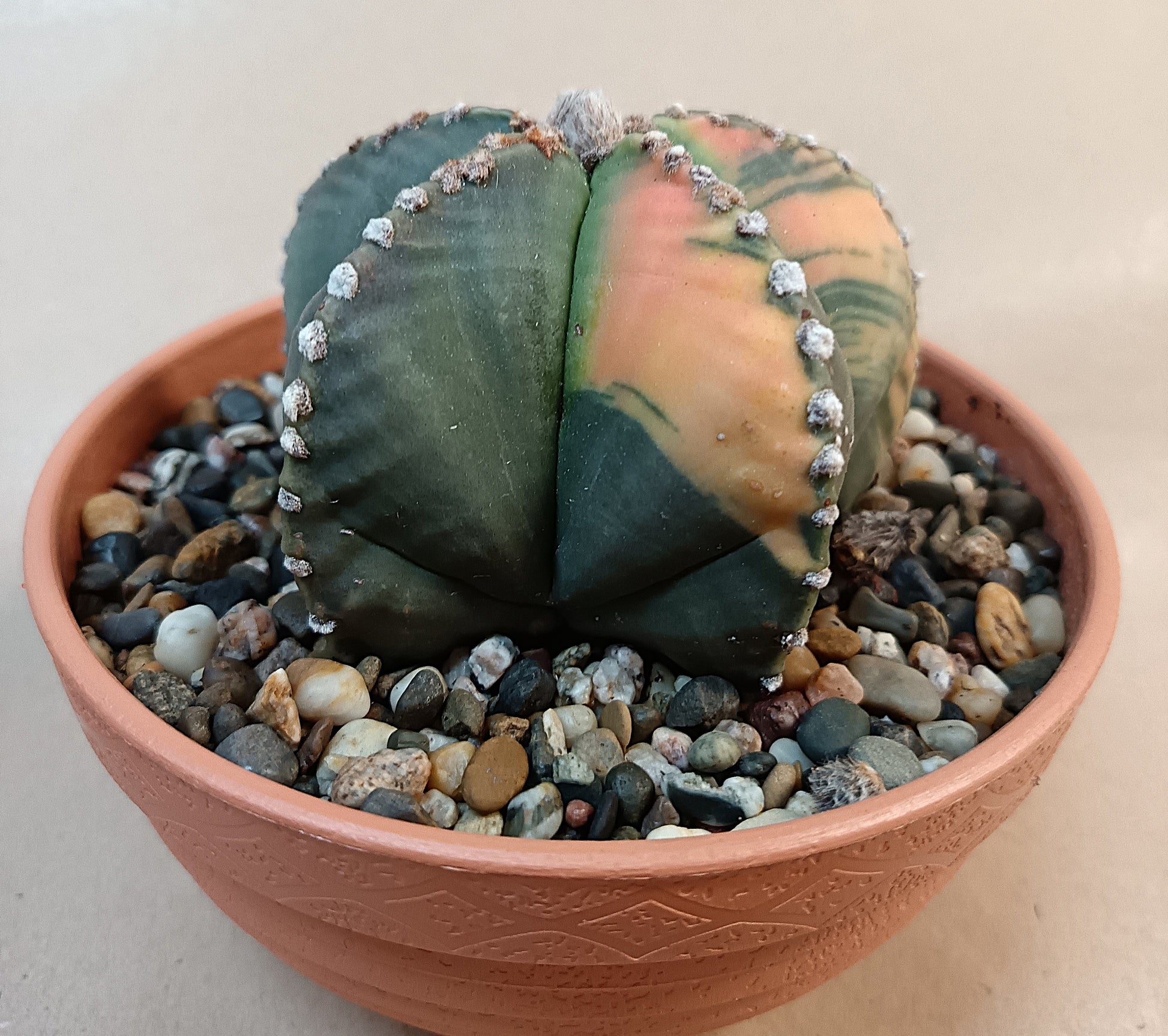 Astrophytum myriostigma f. variegata / Einzelexemplar