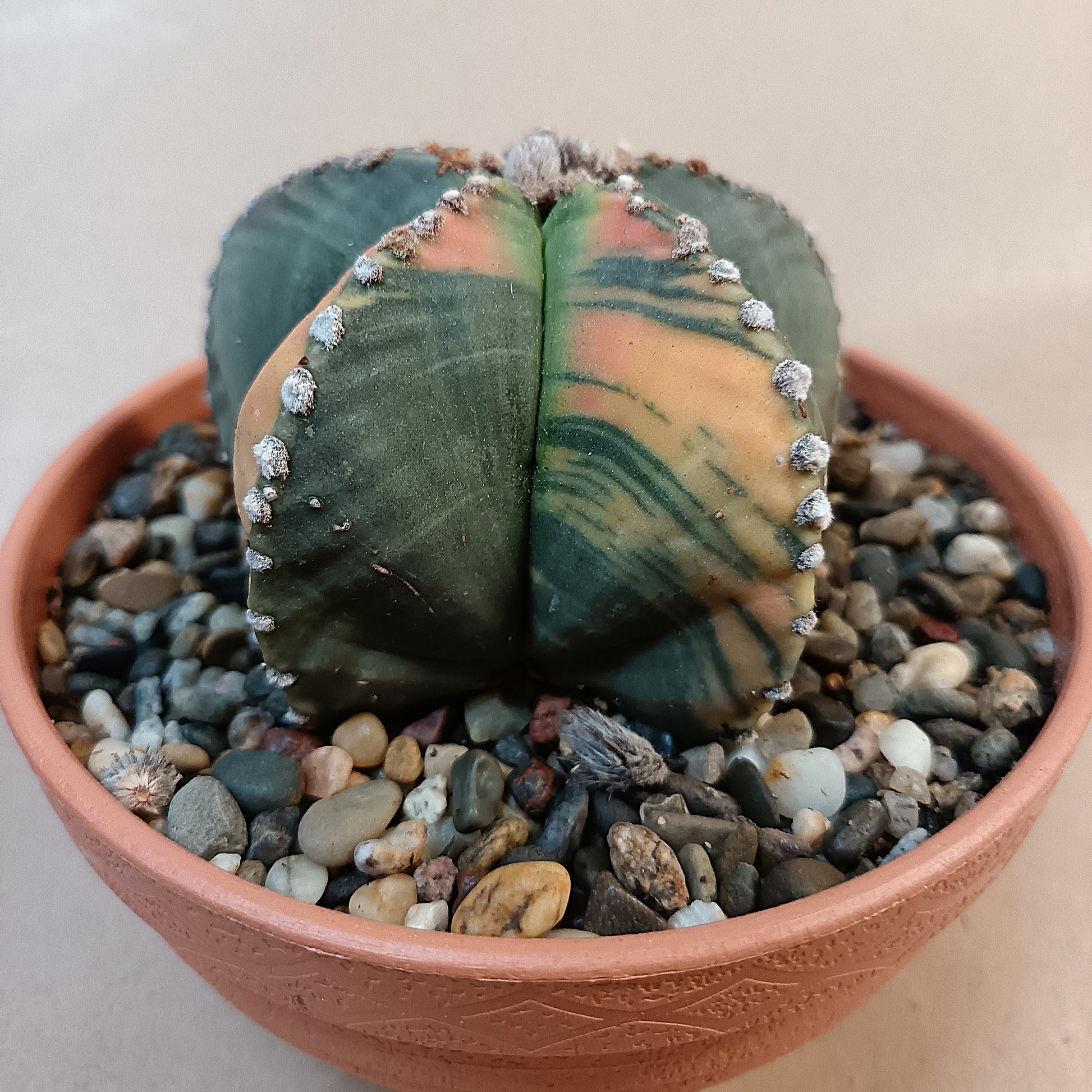 Astrophytum myriostigma f. variegata / Einzelexemplar