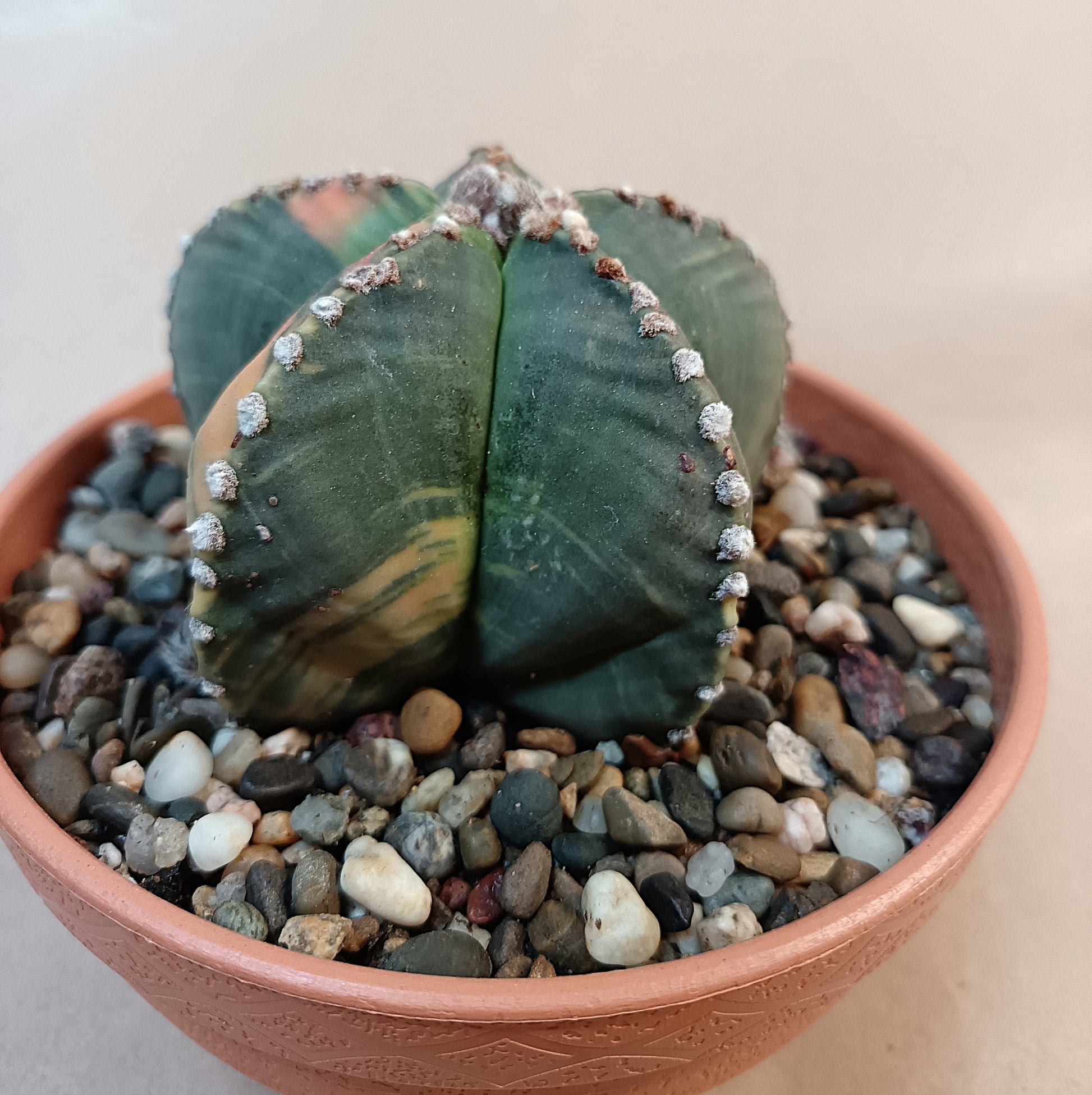 Astrophytum myriostigma f. variegata / Einzelexemplar