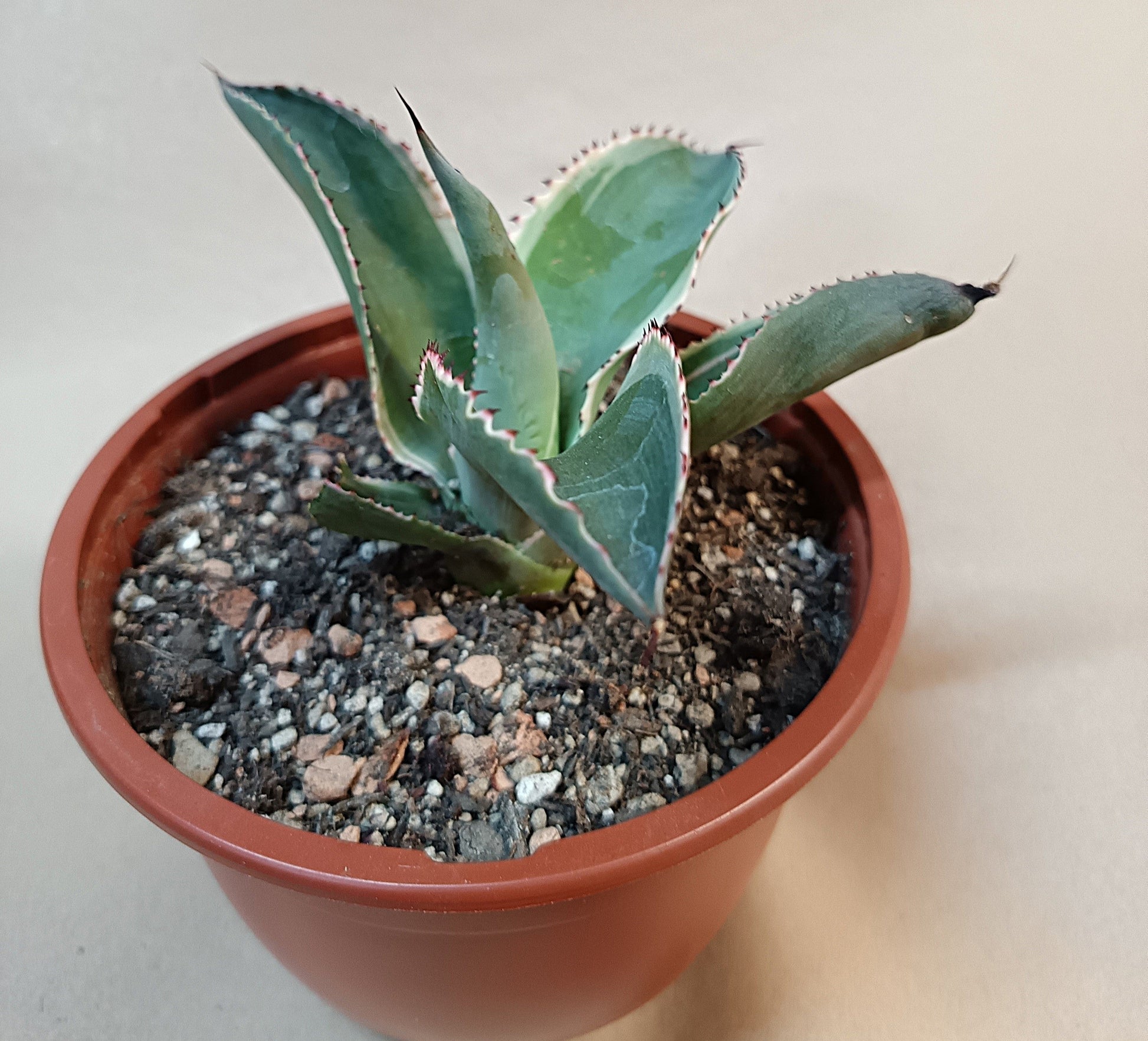 Agave celsii 'Multicolor' #4