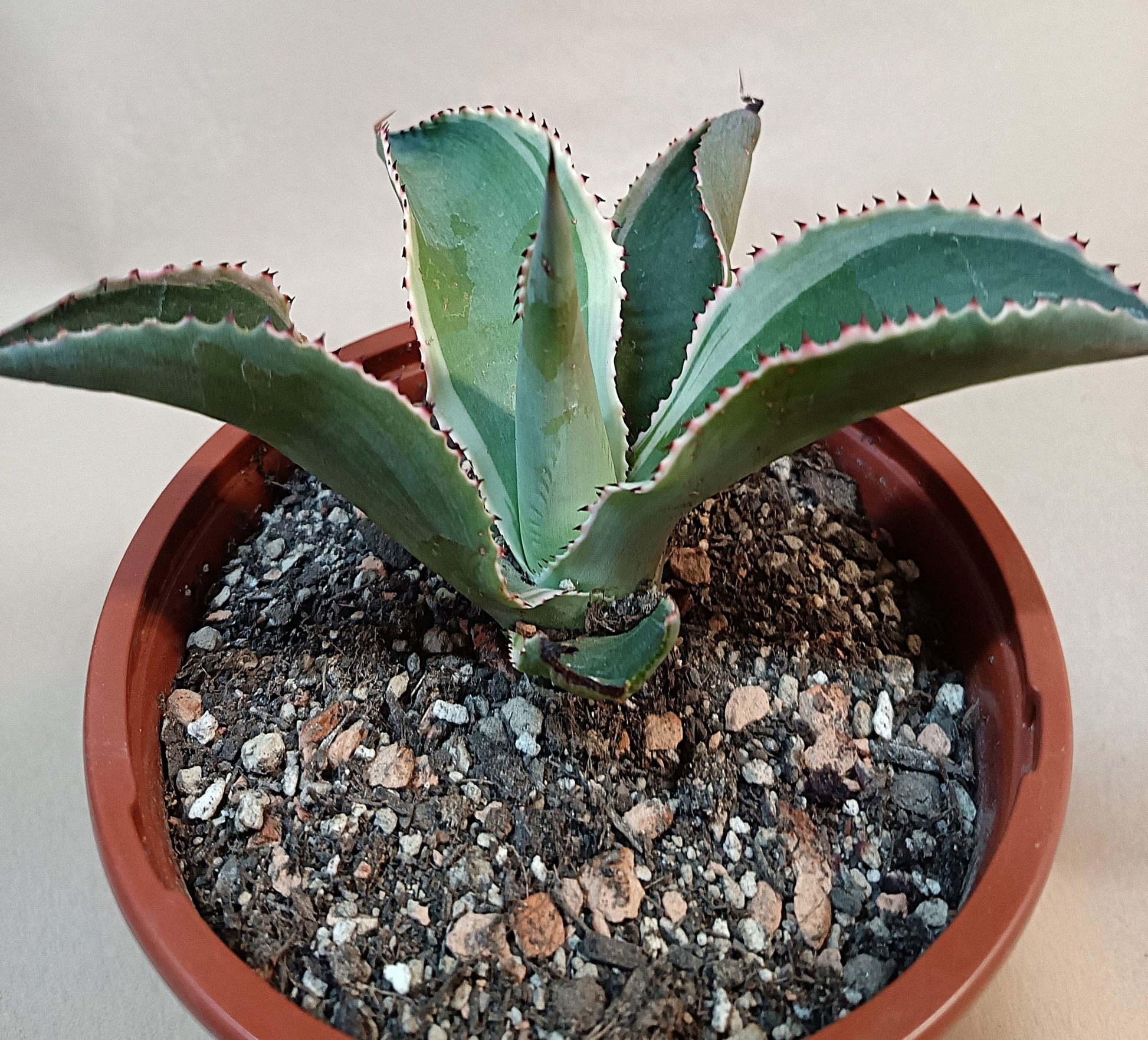 Agave celsii 'Multicolor' #4