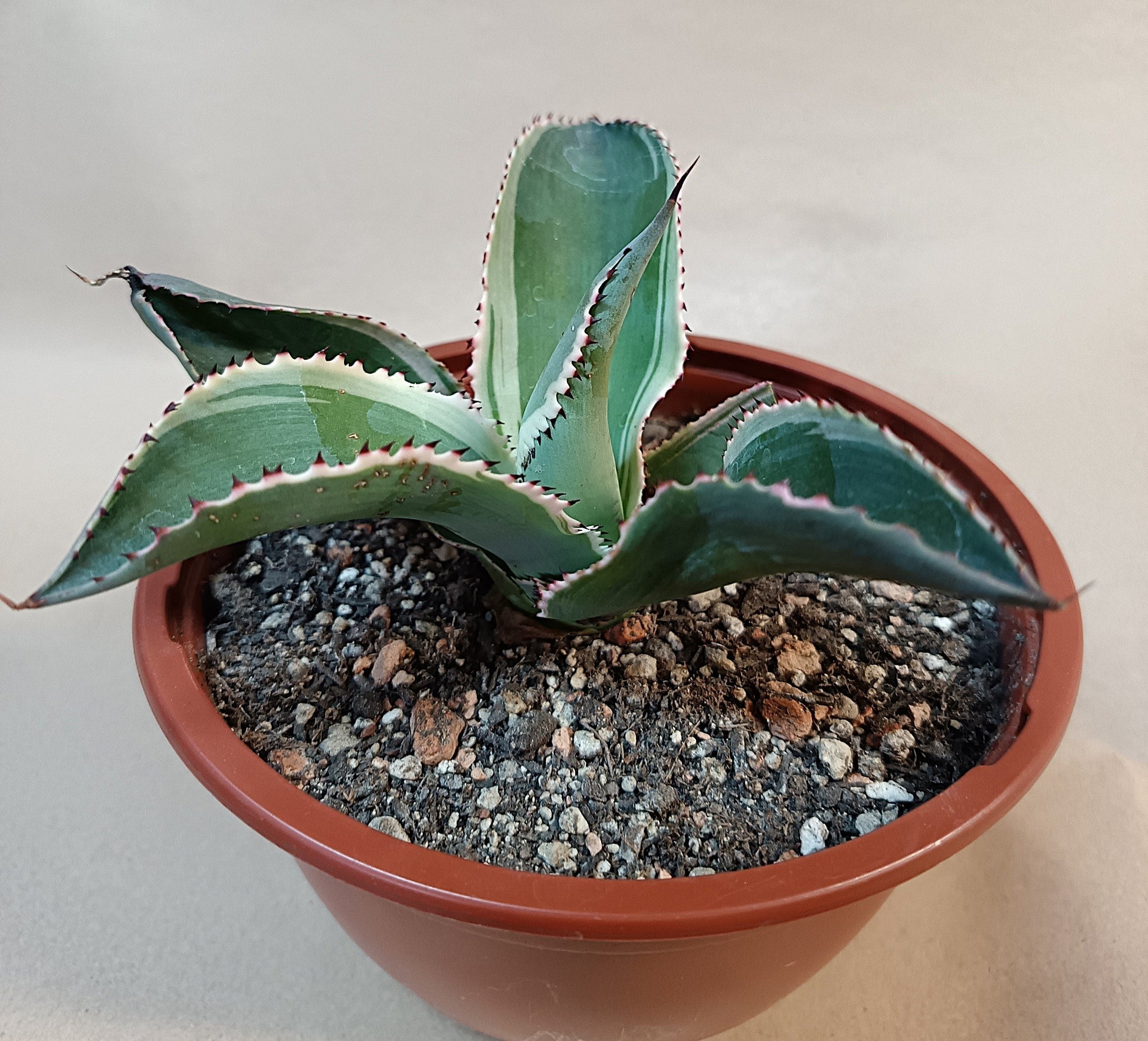 Agave celsii 'Multicolor' #4