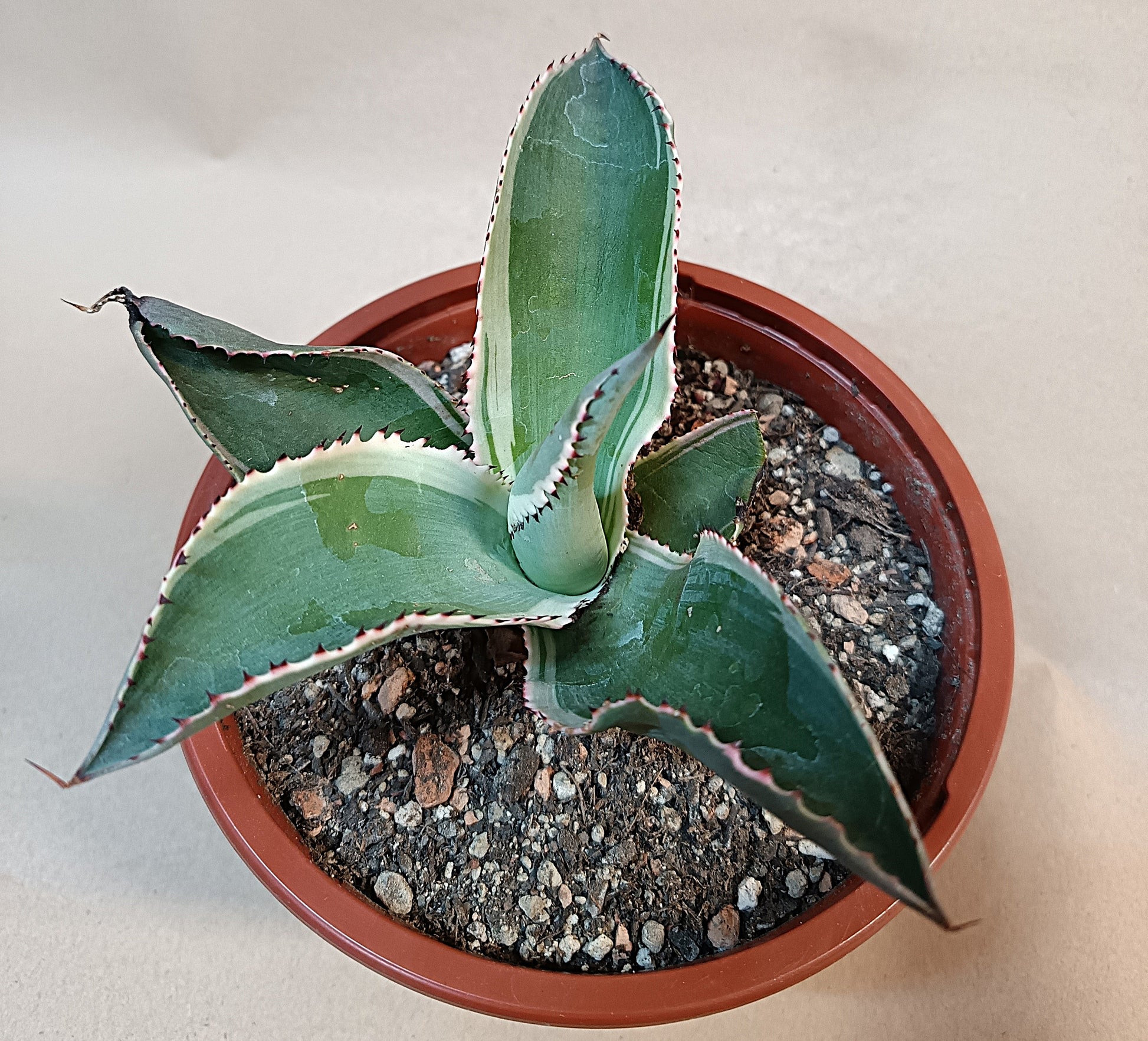 Agave celsii 'Multicolor' #4