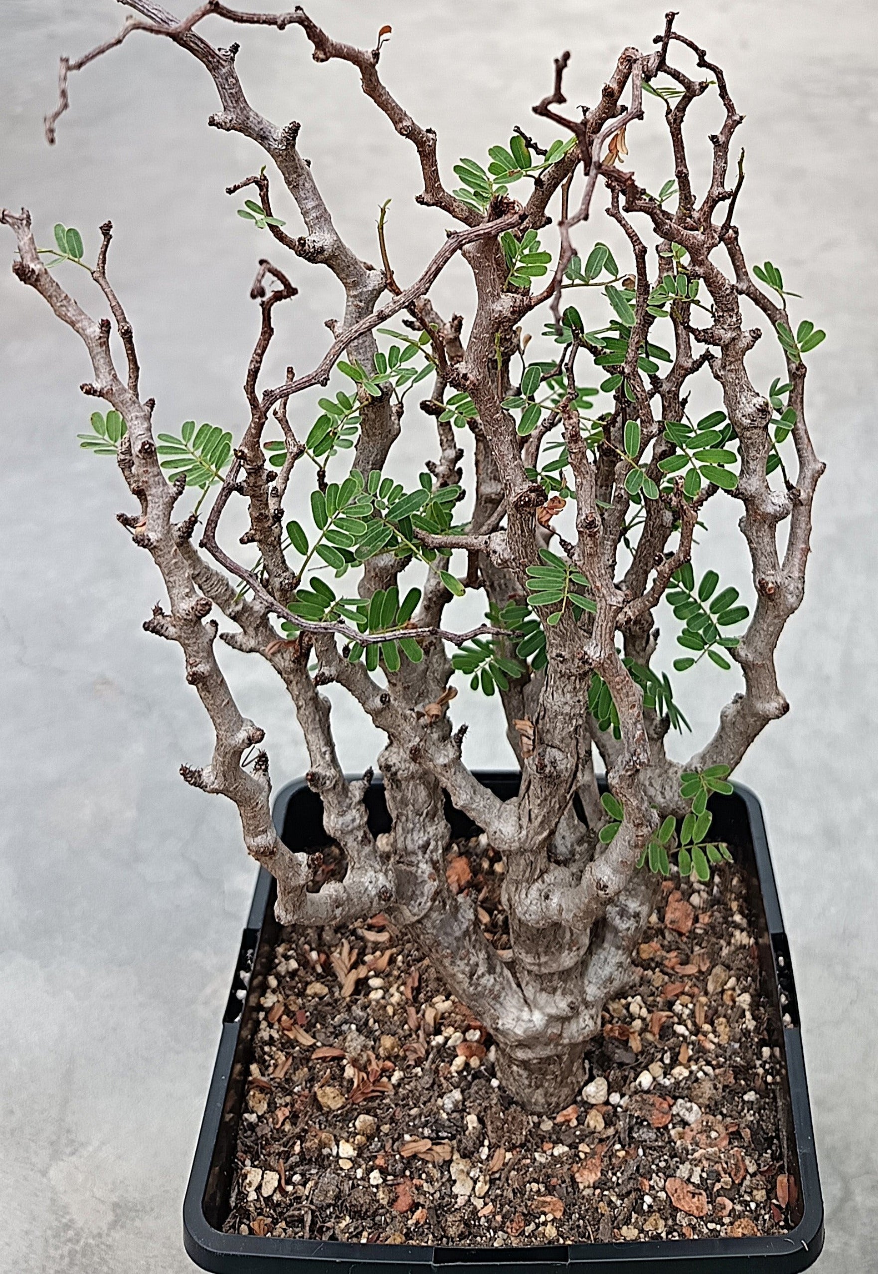 Senna meridionalis XXL – Knorrige Rarität aus Madagaskar