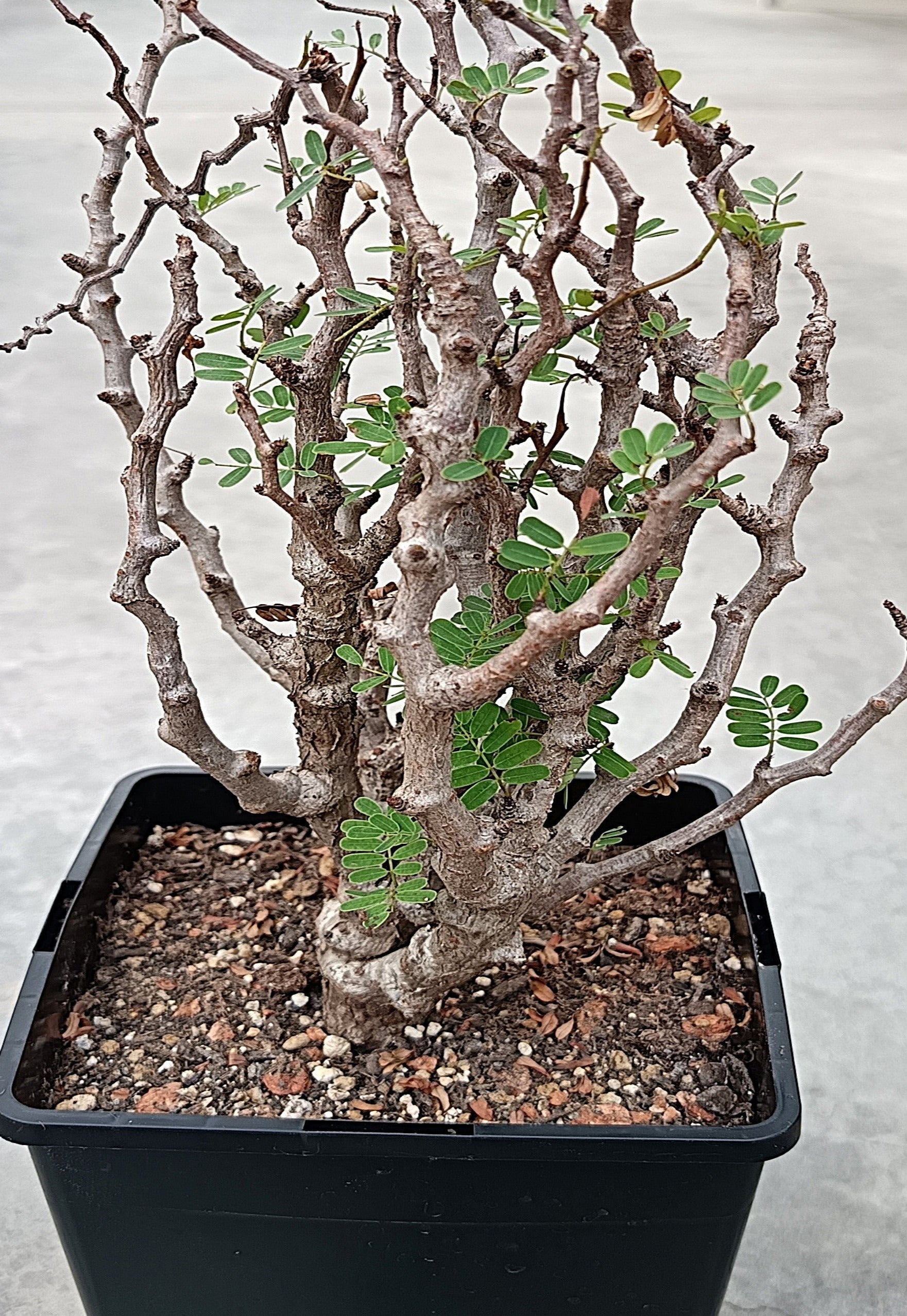 Senna meridionalis XXL – Knorrige Rarität aus Madagaskar