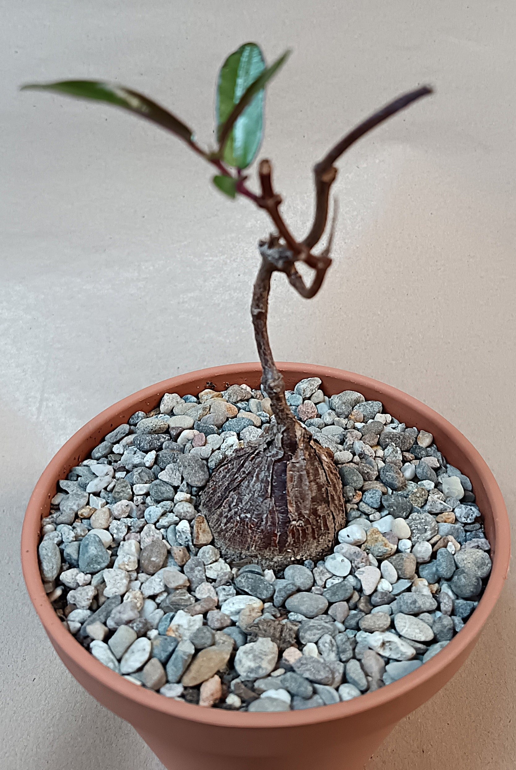 Petopentia natalensis