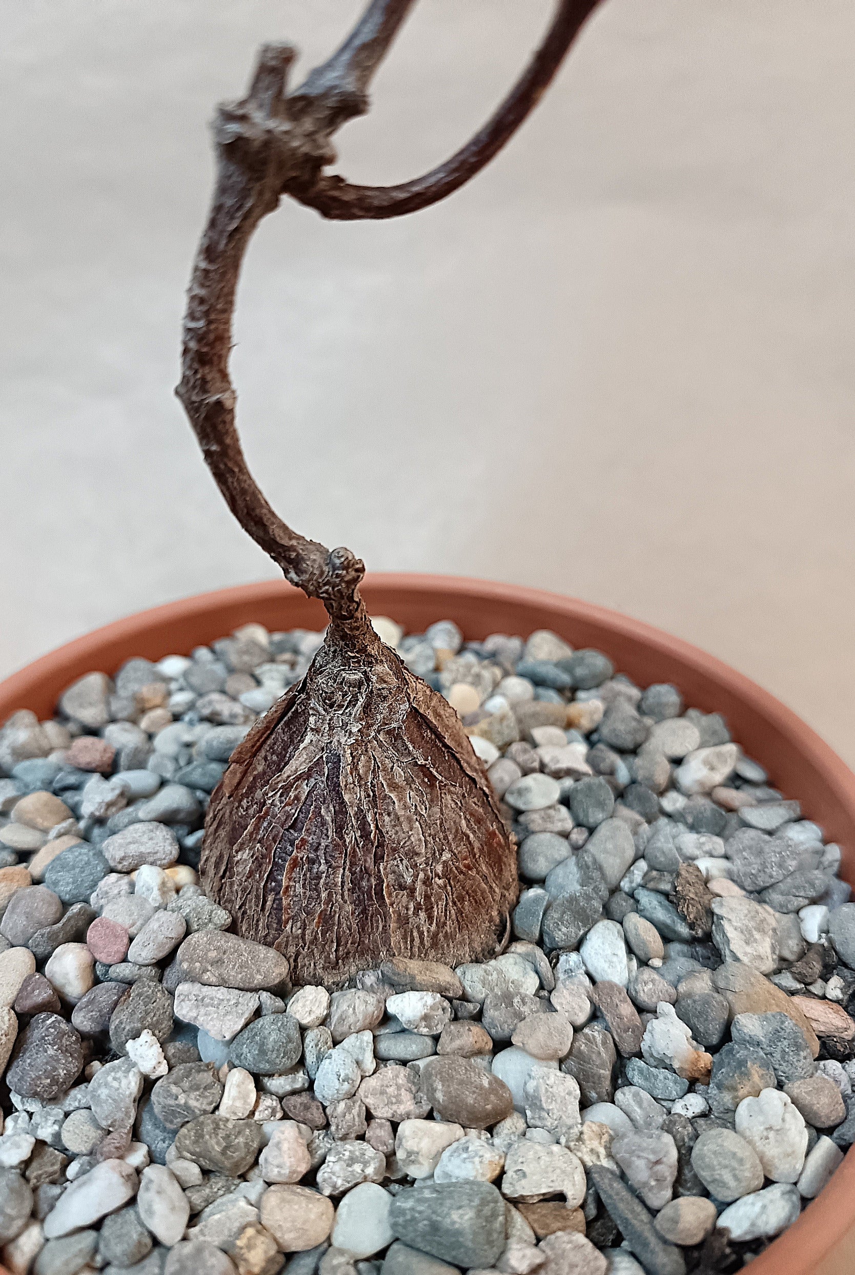 Petopentia natalensis