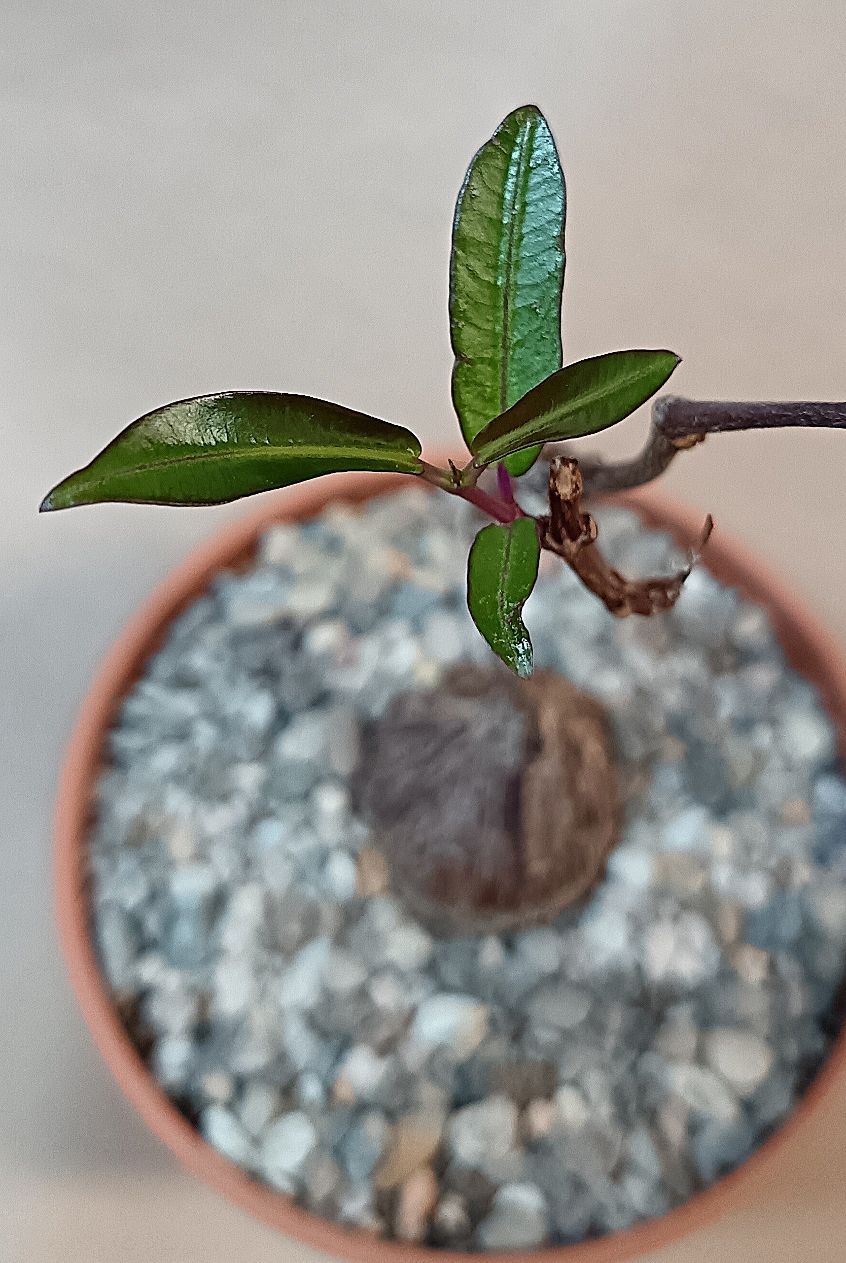 Petopentia natalensis