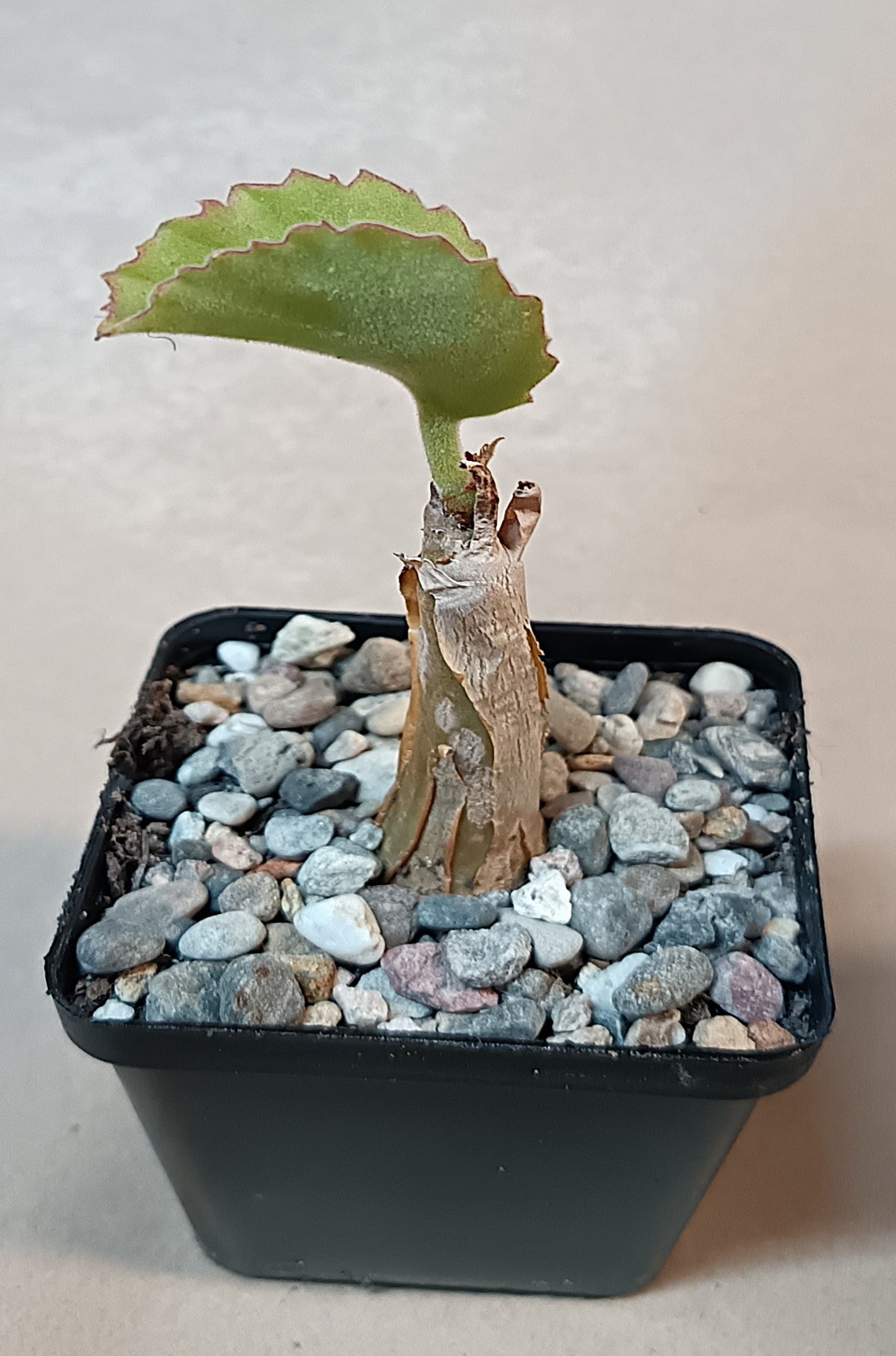 Cyphostemma uter / Exotische Caudexpflanze