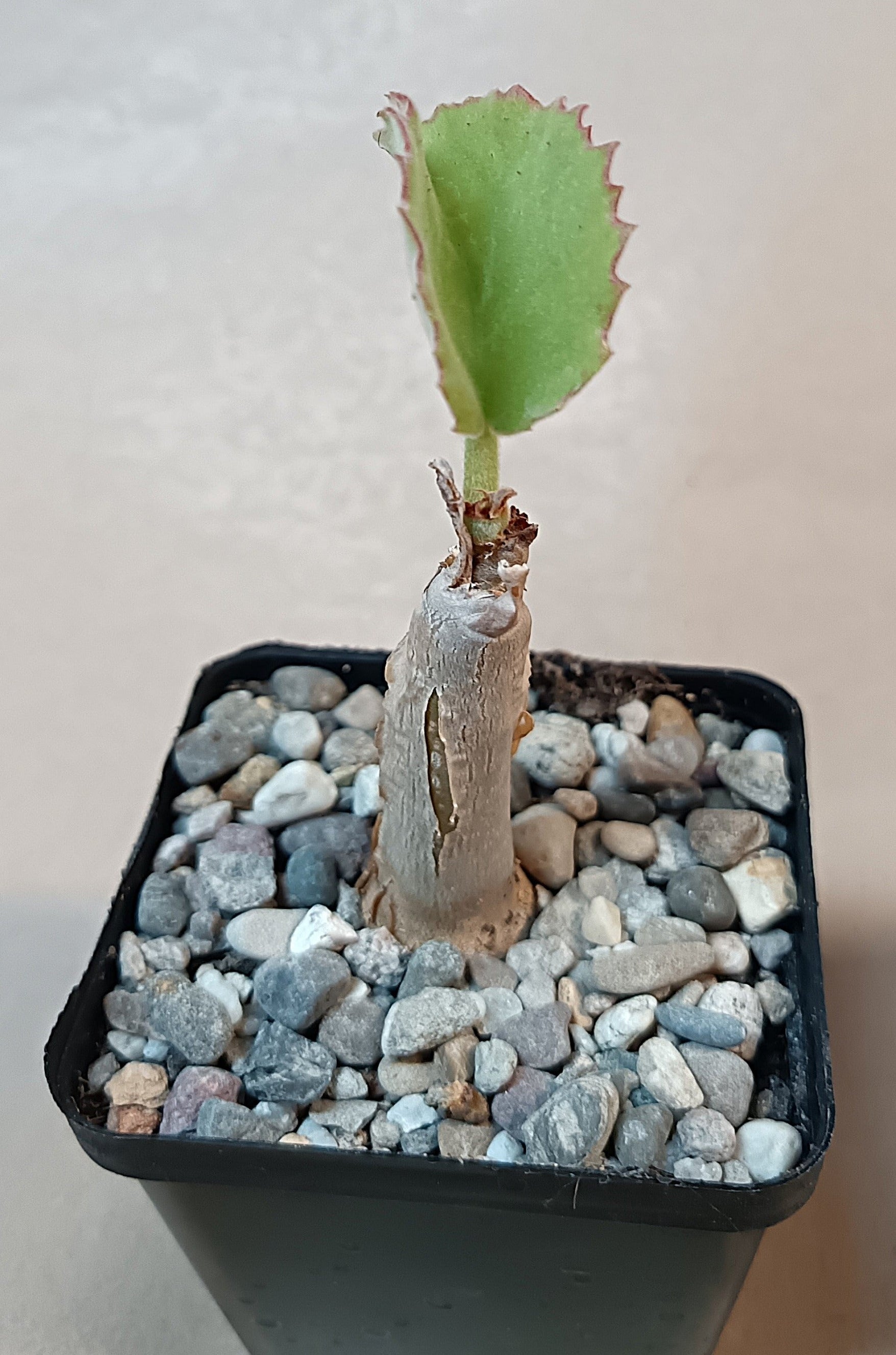 Cyphostemma uter / Exotische Caudexpflanze