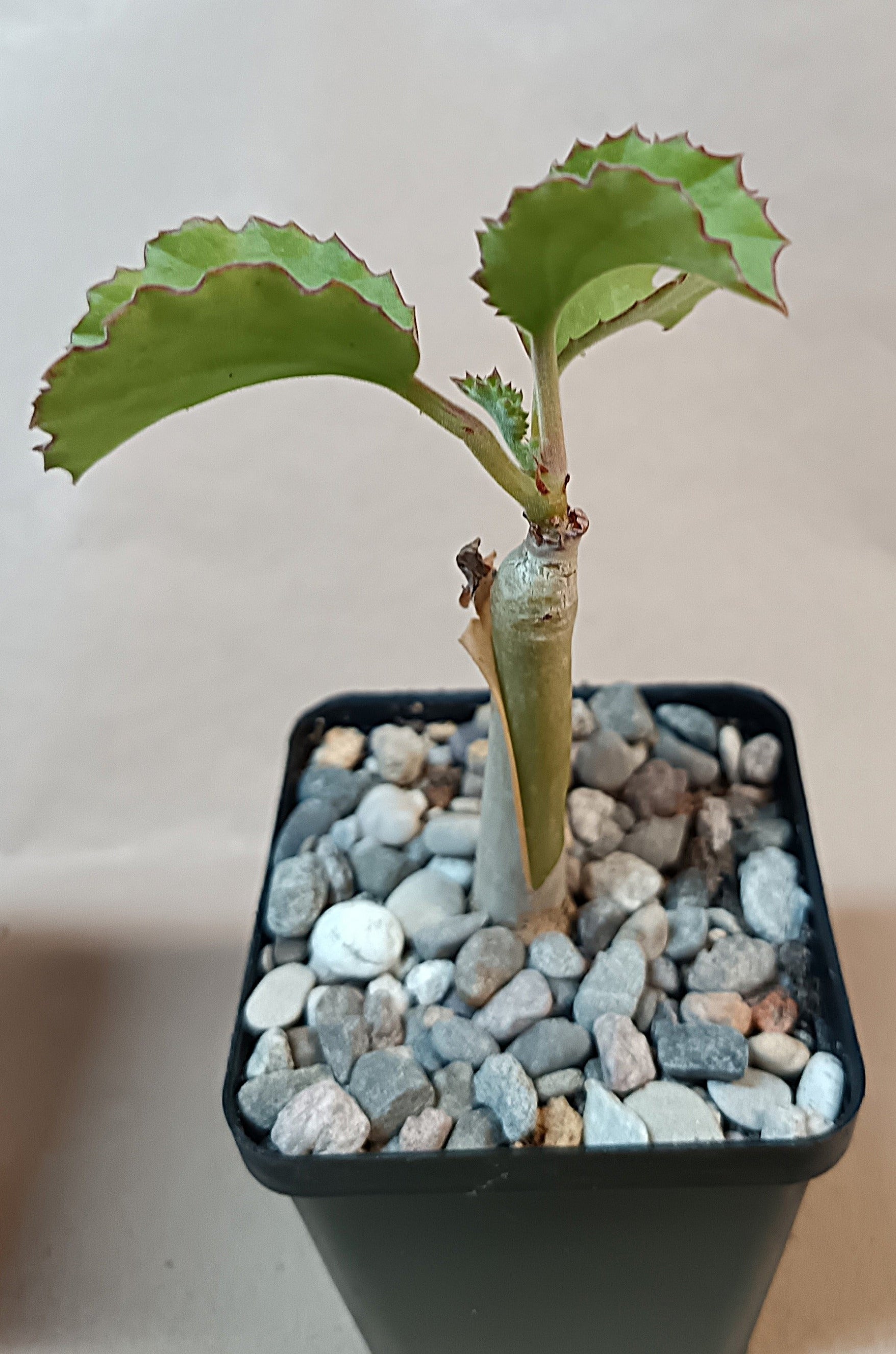 Cyphostemma uter / Exotische Caudexpflanze