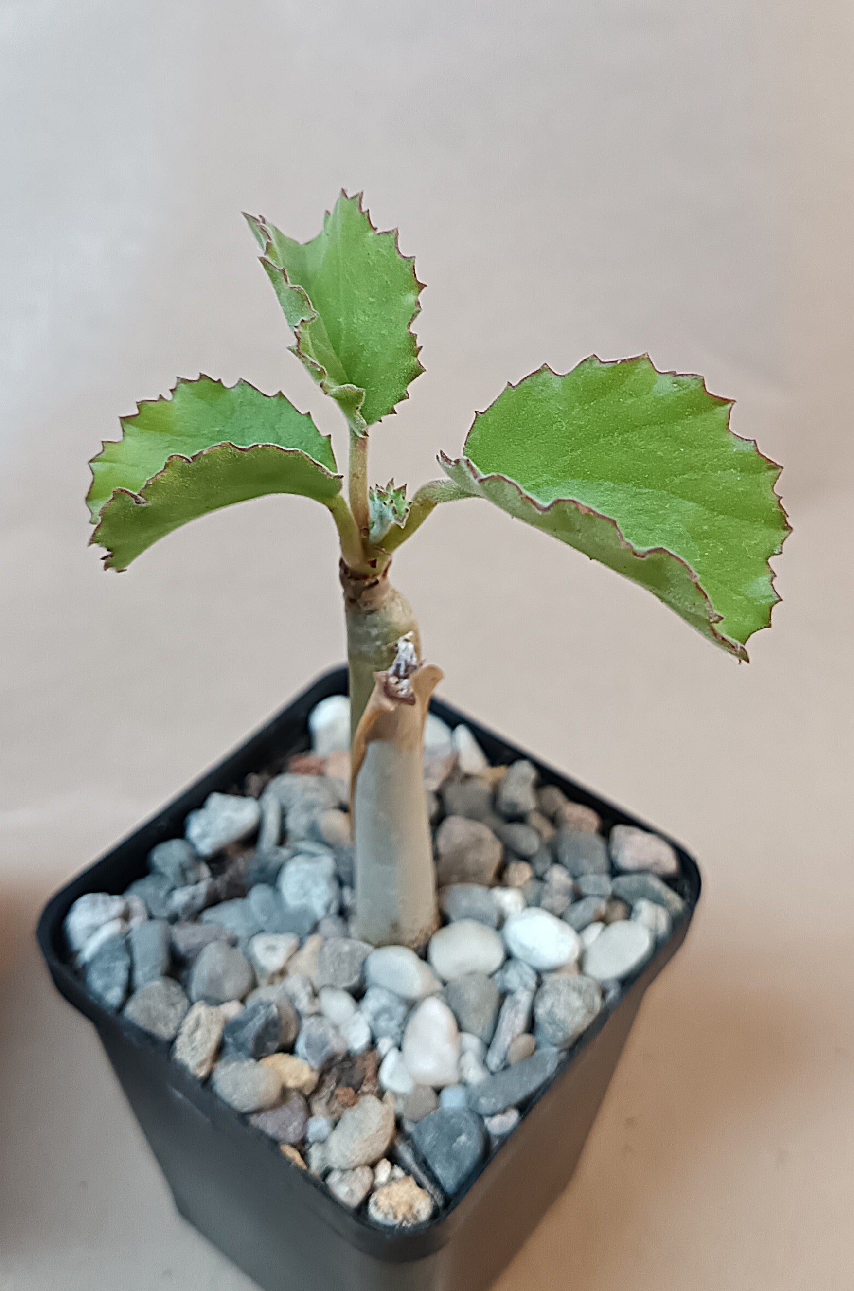 Cyphostemma uter / Exotische Caudexpflanze