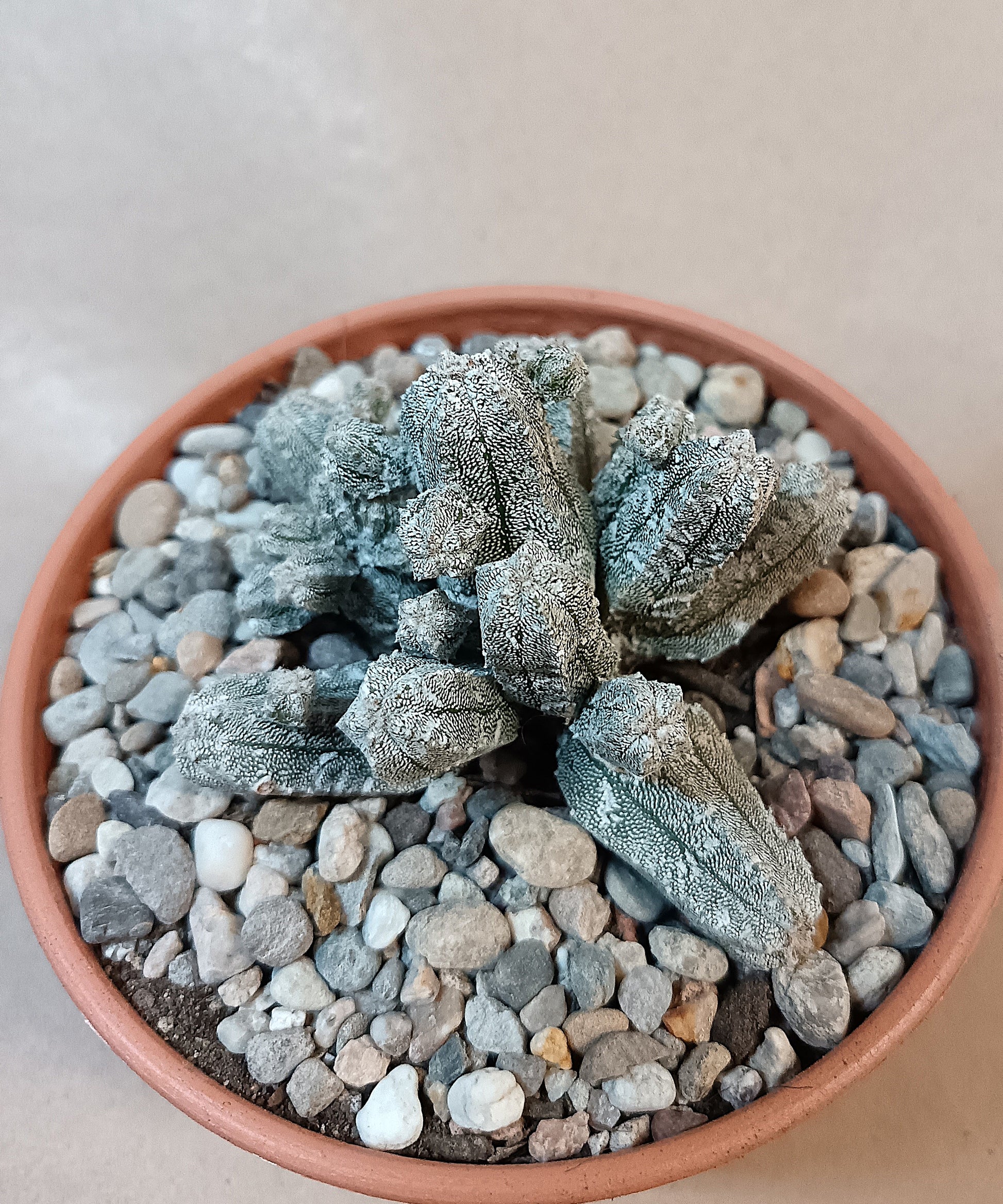 Astrophytum myriostigma cv. hubuki
