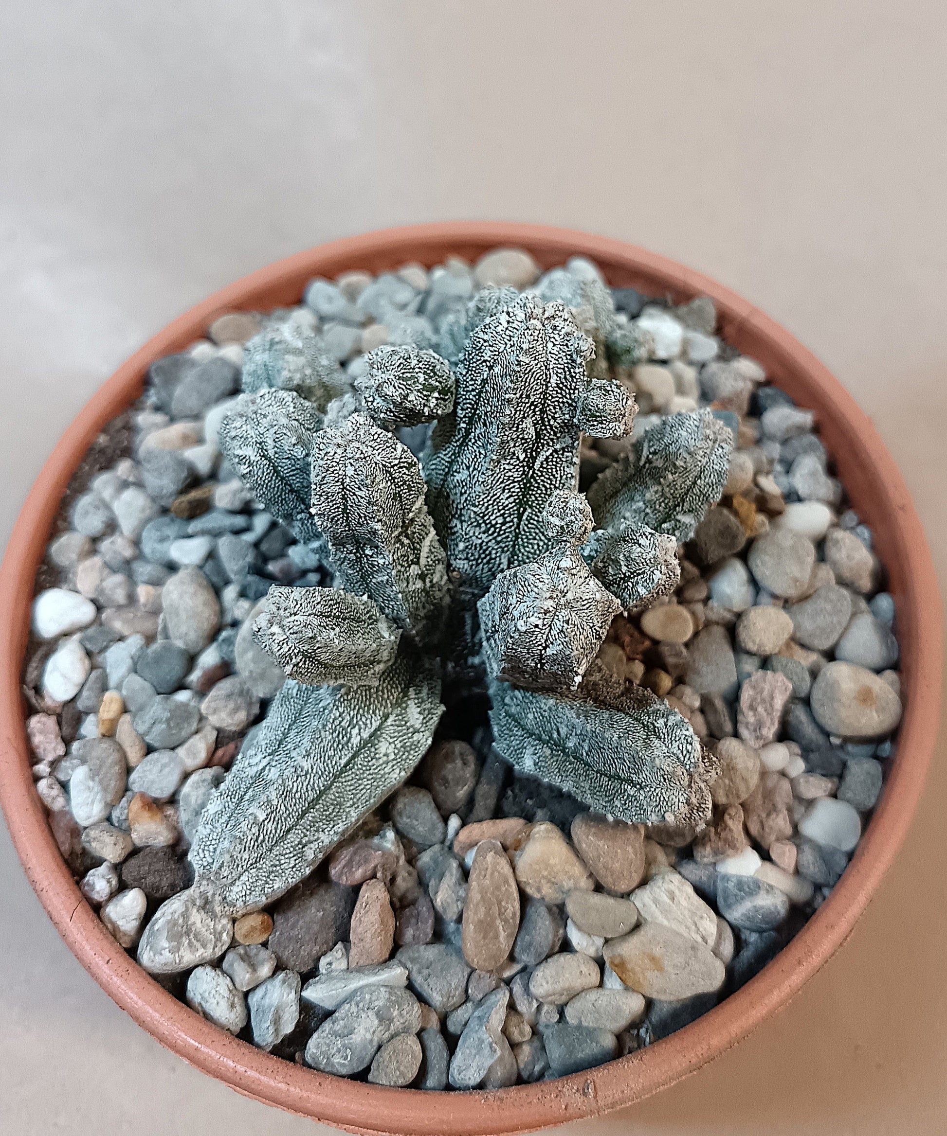 Astrophytum myriostigma cv. hubuki