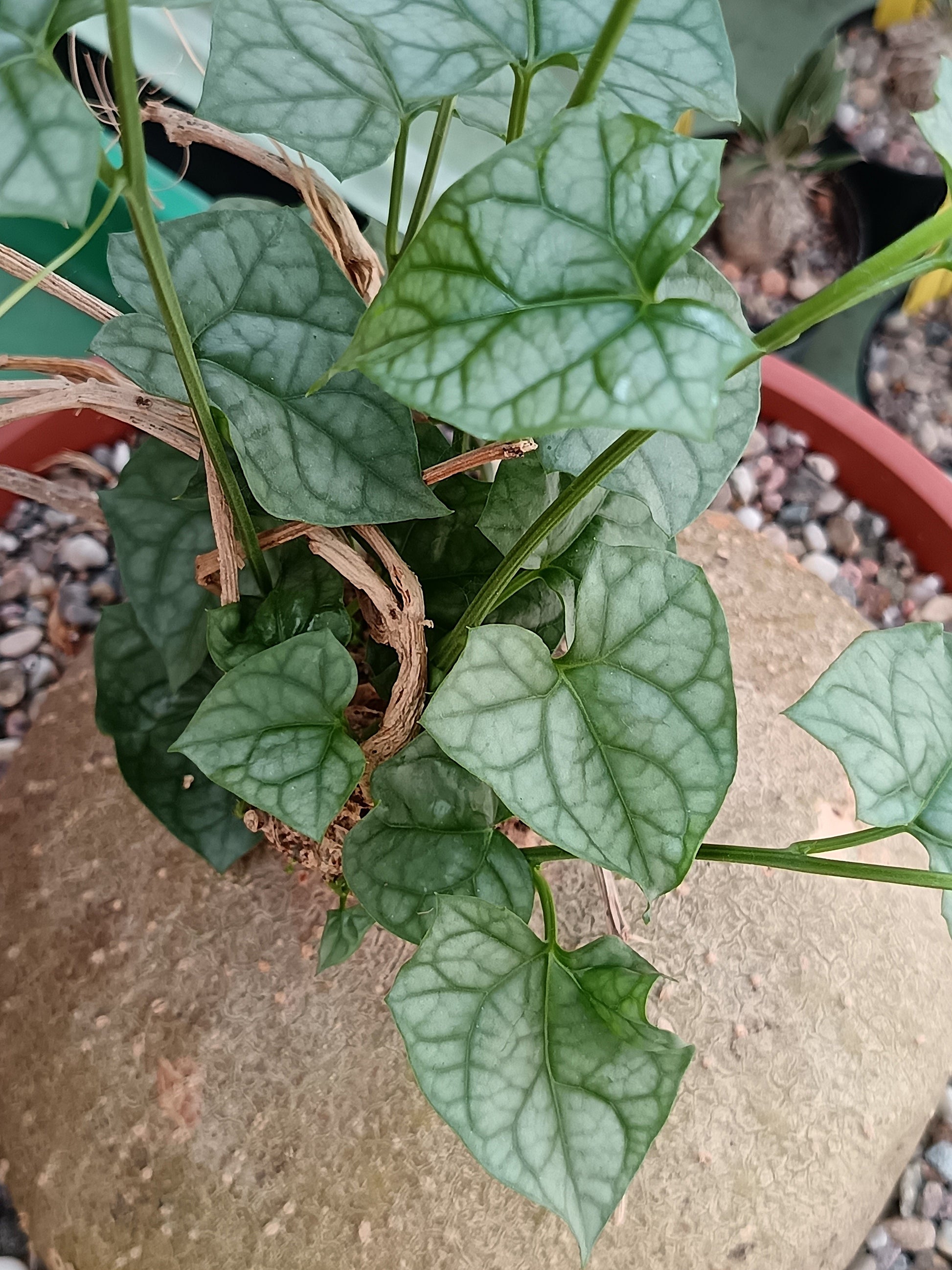 Gerrardanthus tomentosus
