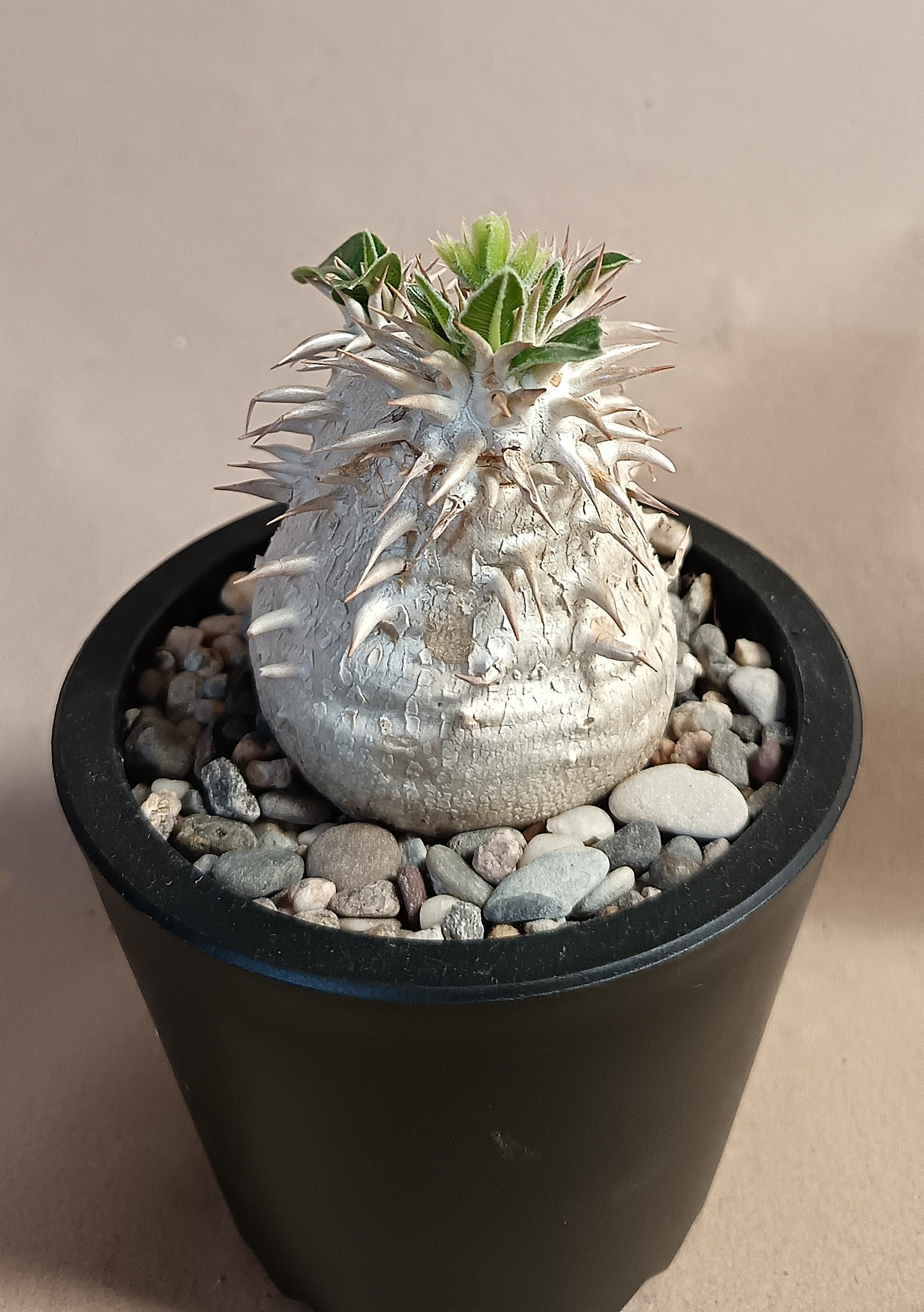 Pachypodium inopinatum