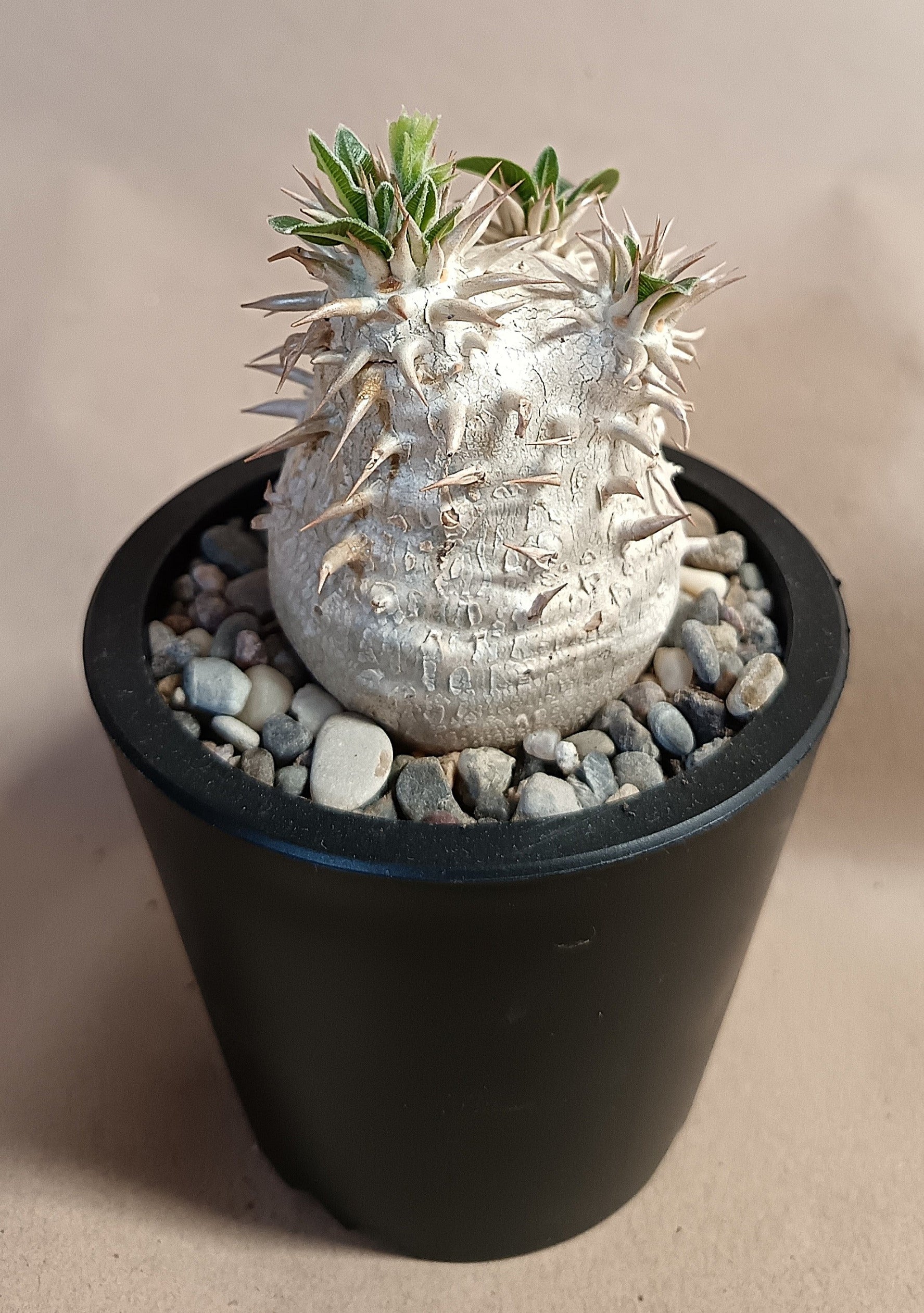 Pachypodium inopinatum
