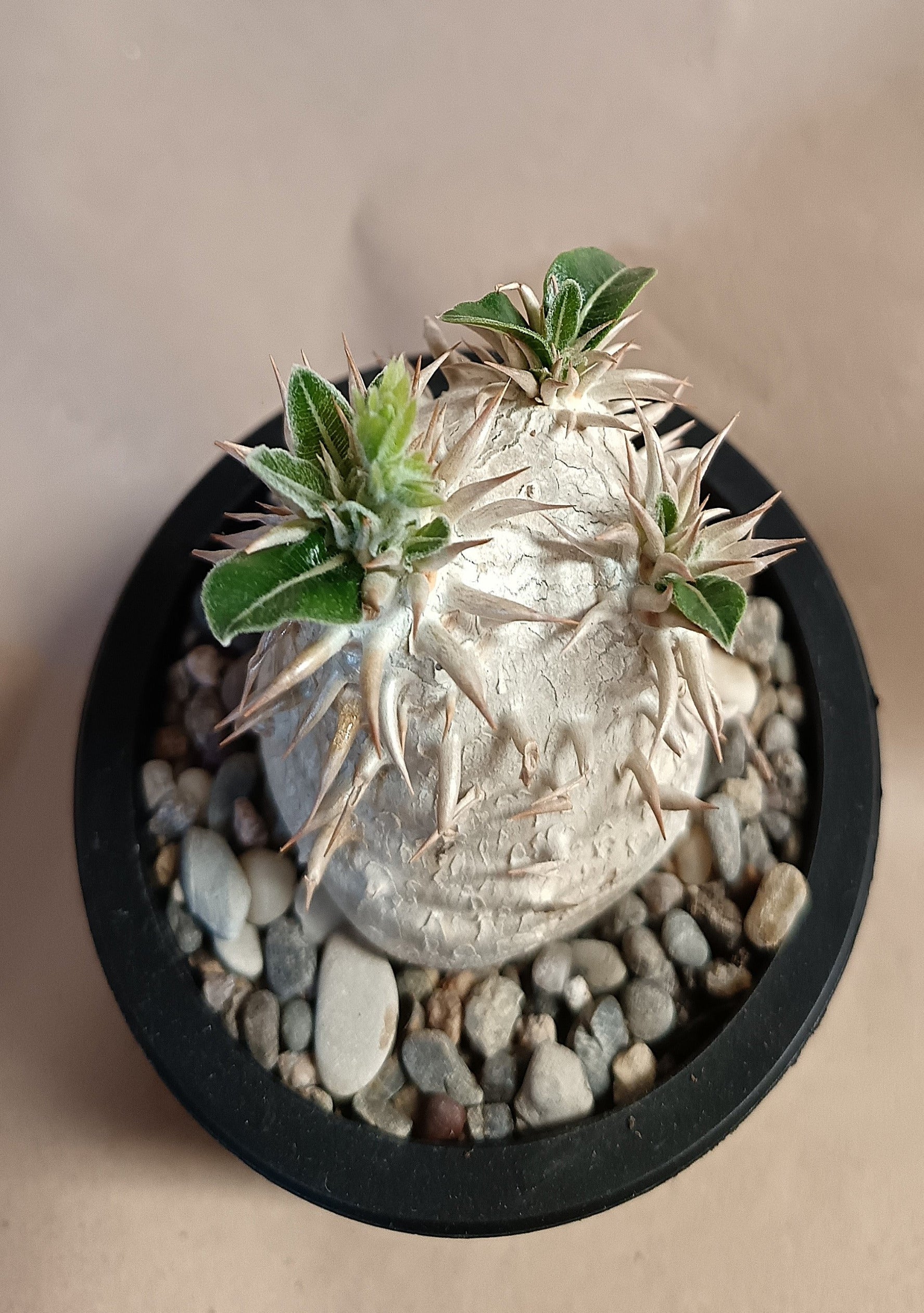 Pachypodium inopinatum
