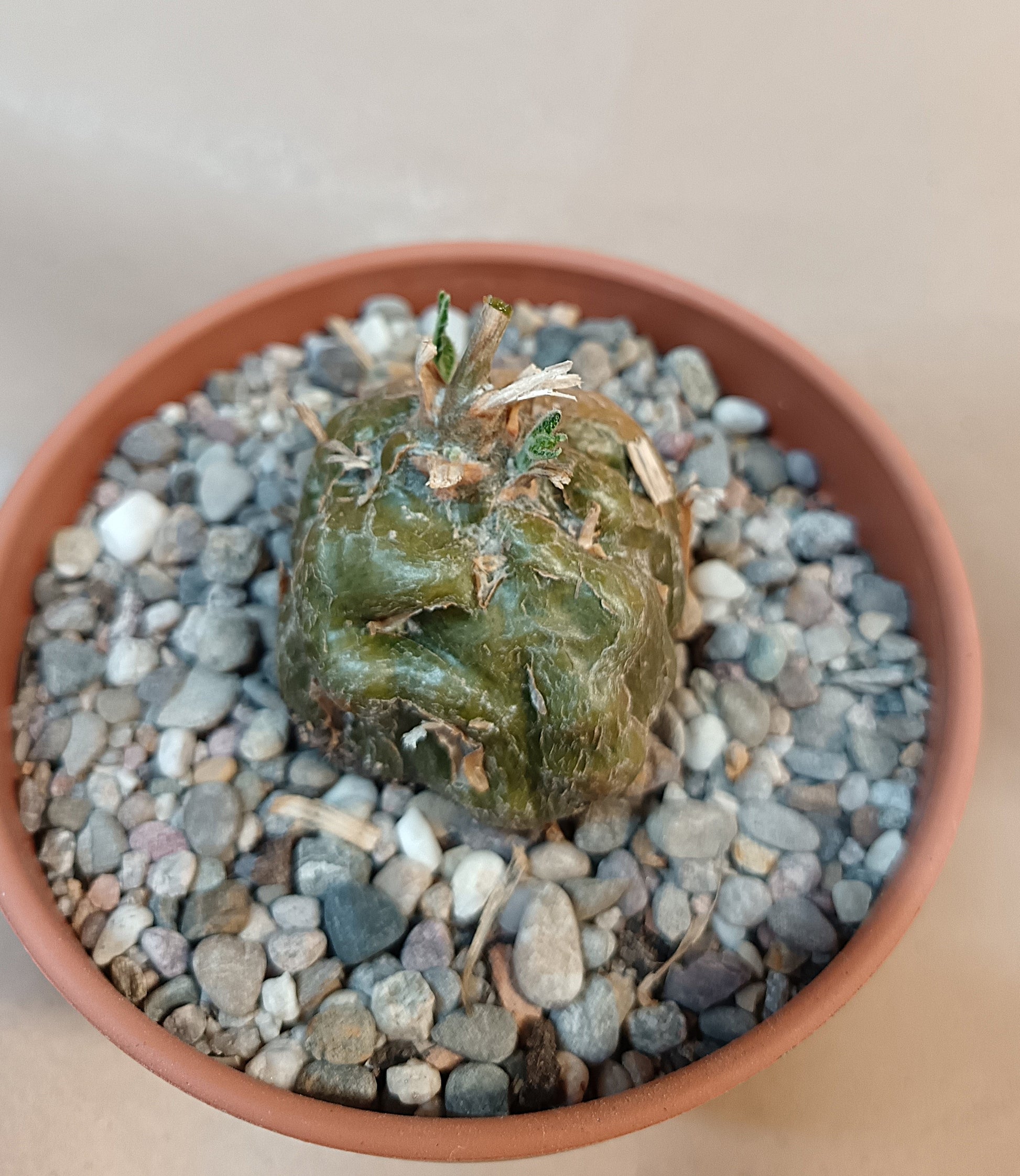 Cephalopentandra ecirrhosa