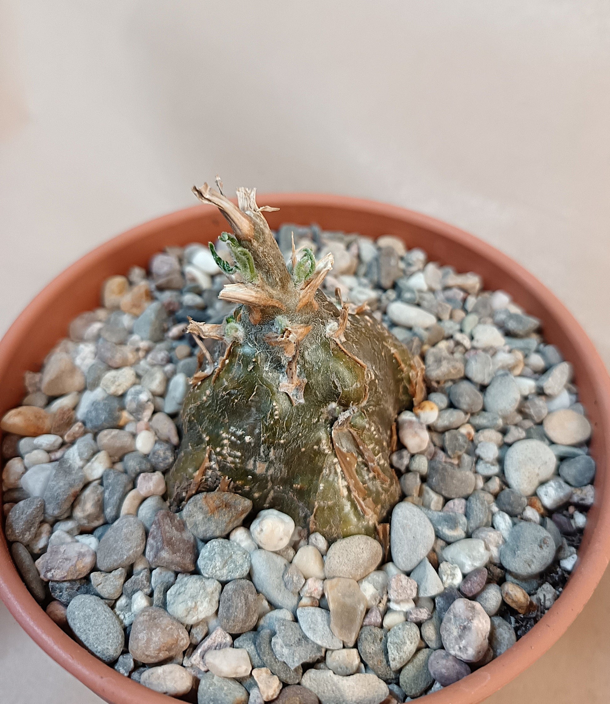 Cephalopentandra ecirrhosa