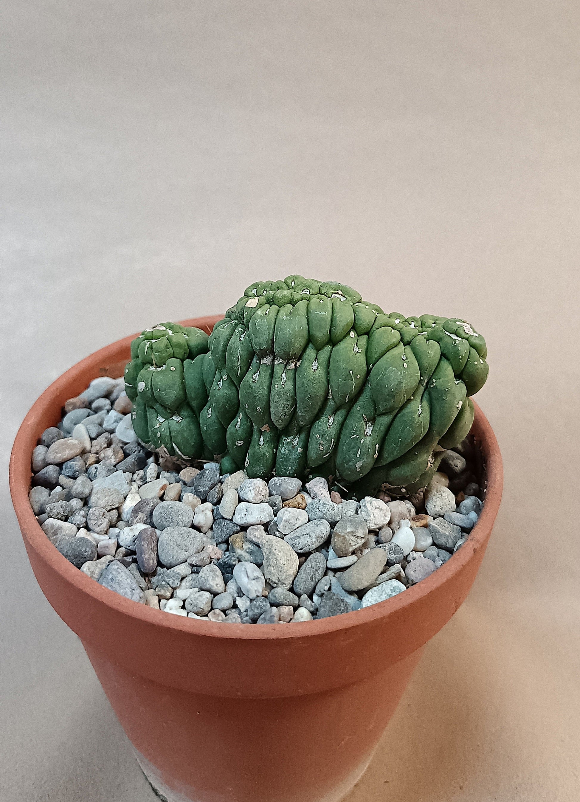 Eulychnia castanea cv. varispiralis cristata