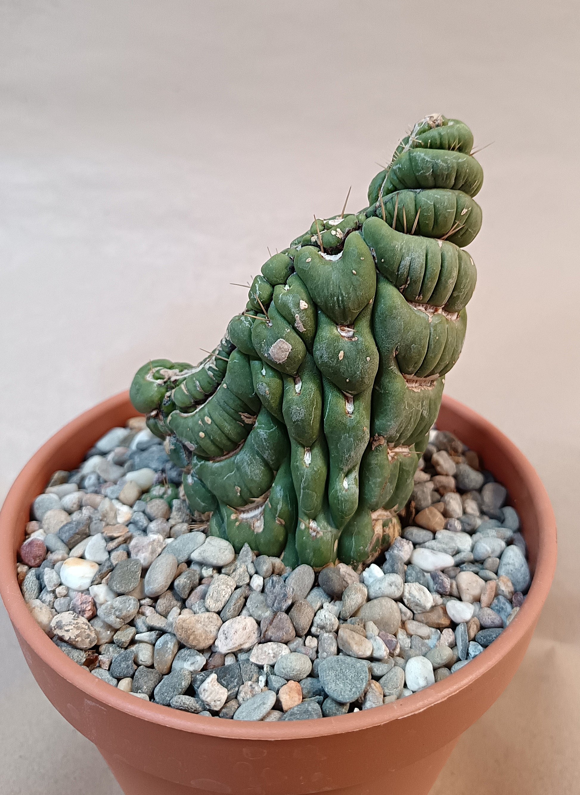 Eulychnia castanea cv. varispiralis cristata