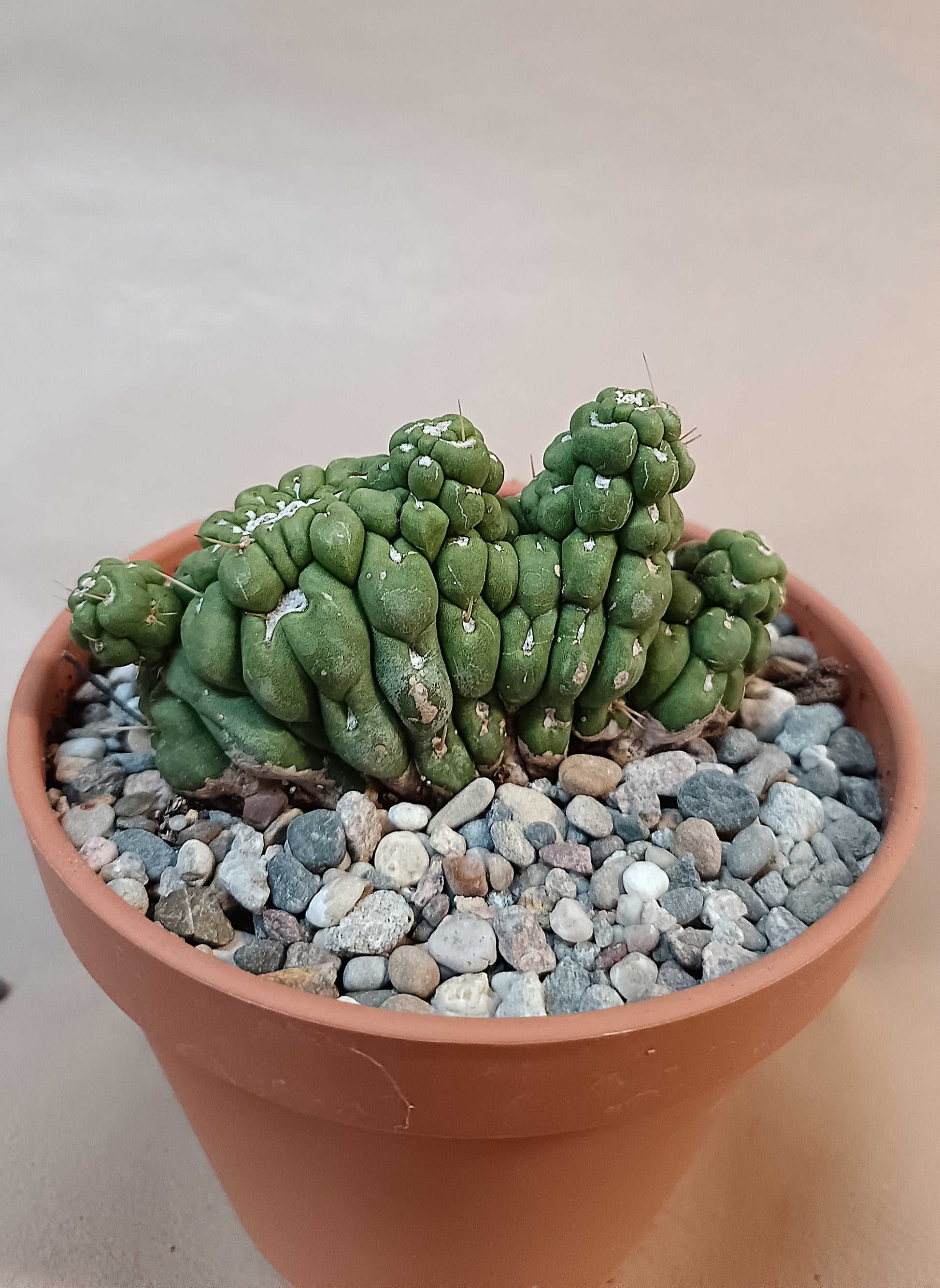 Eulychnia castanea cv. varispiralis cristata