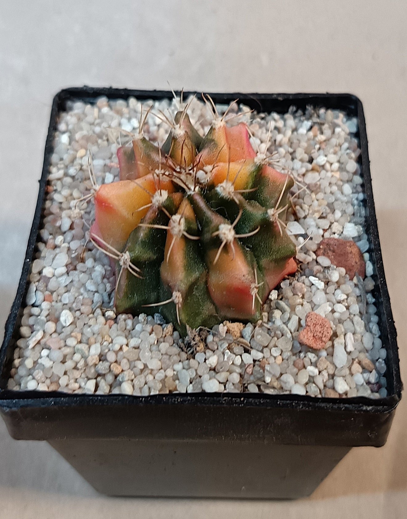 Gymnocalycium mihanovichii cv. variegata