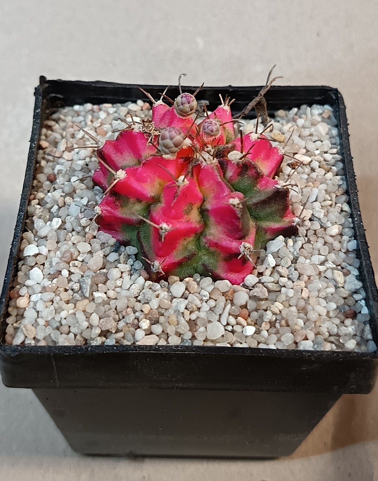 Gymnocalycium mihanovichii cv. variegata