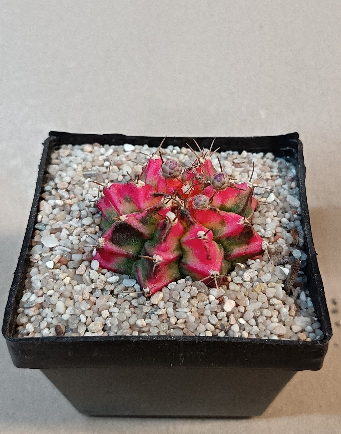 Gymnocalycium mihanovichii cv. variegata