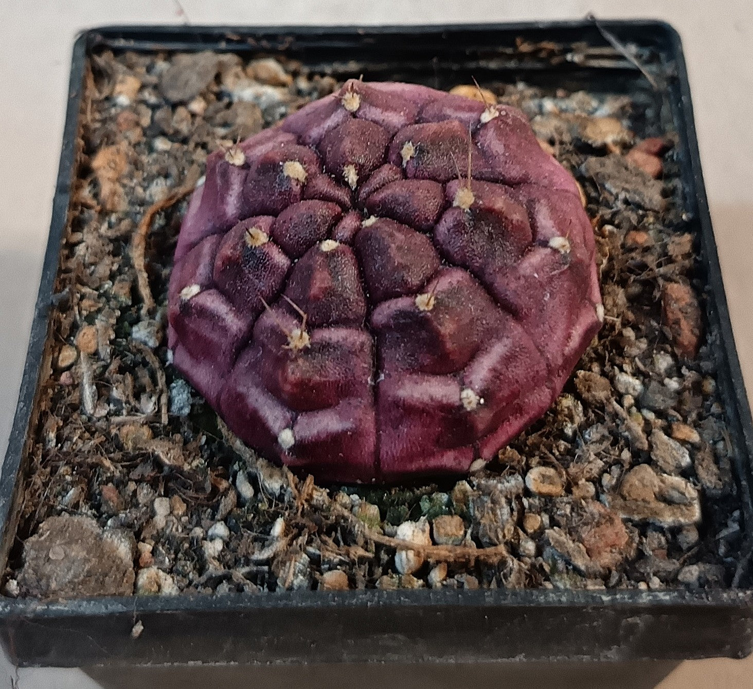 Gymnocalycium mihanovichii cv. 'Daydream'