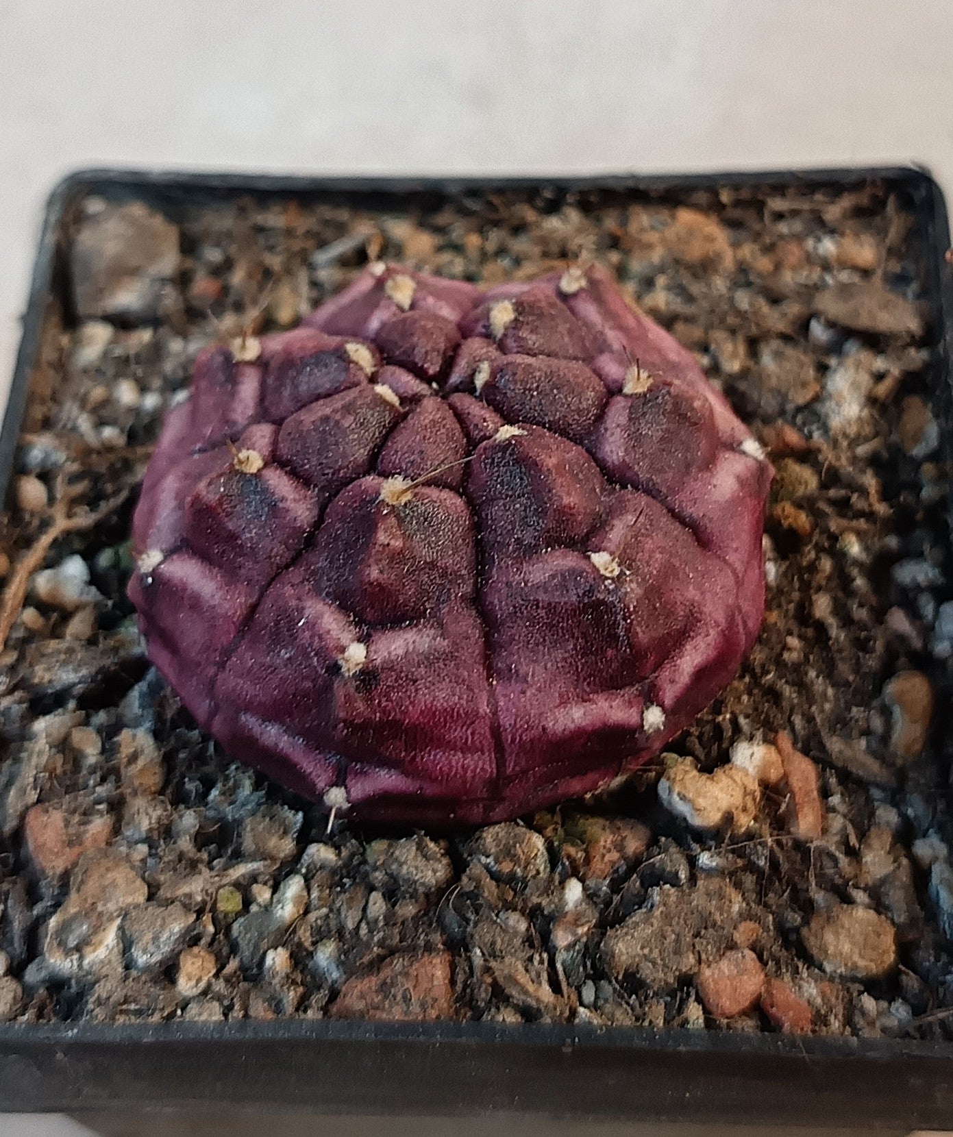 Gymnocalycium mihanovichii cv. 'Daydream'