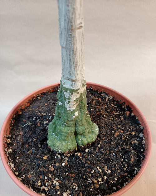 Adenia stylosa