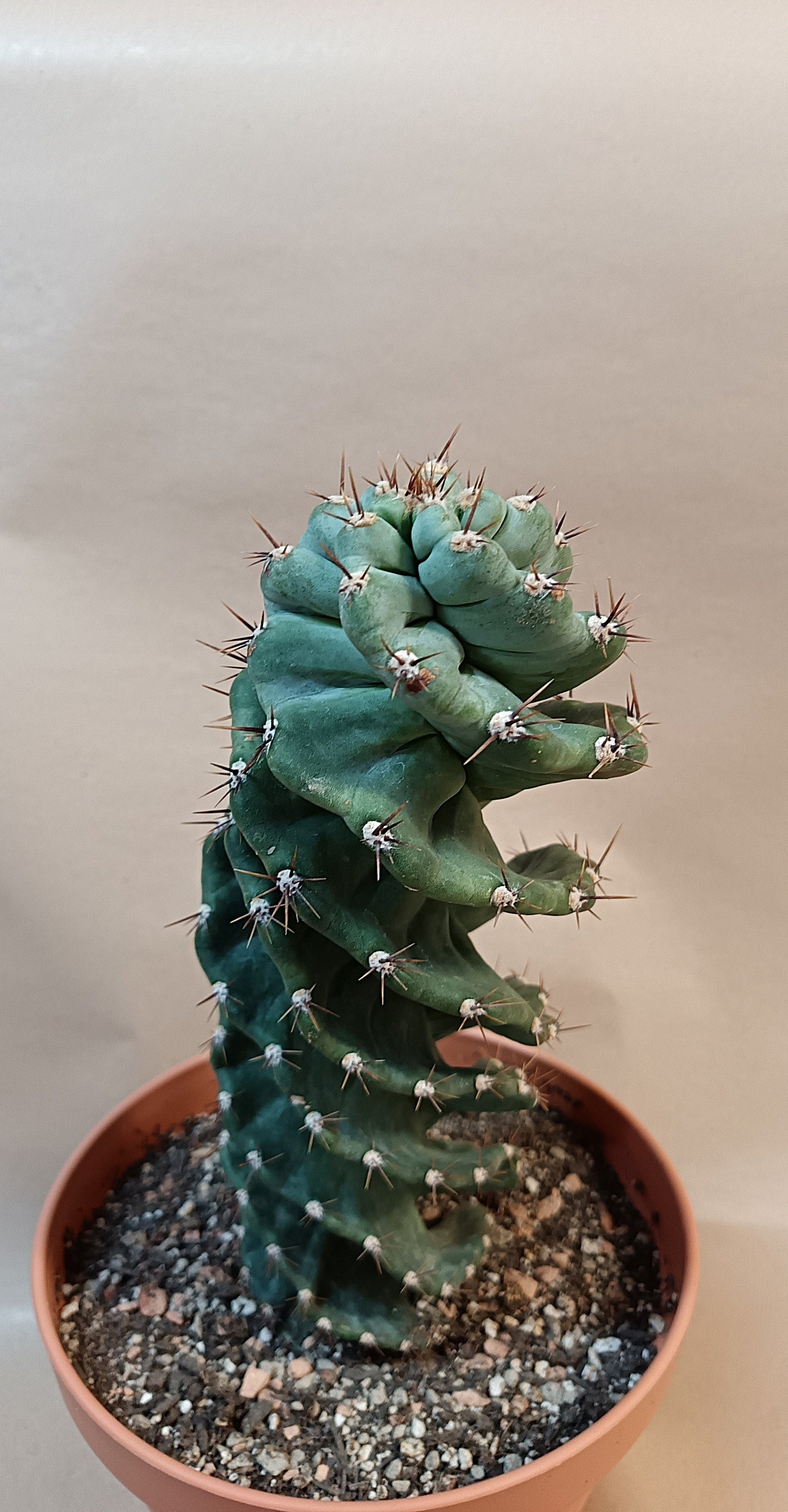 Cereus peruvianus f. tortuosus