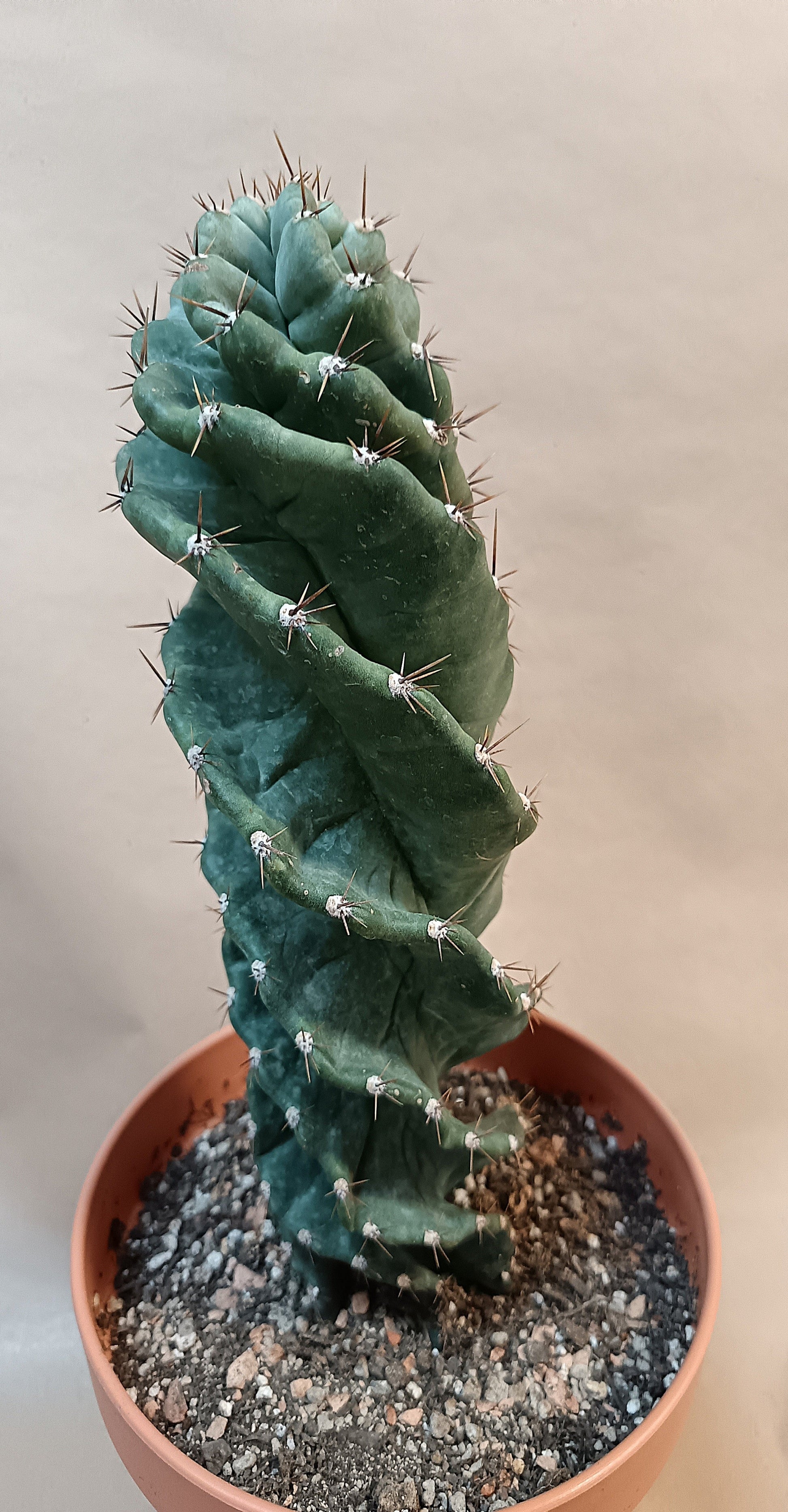 Cereus peruvianus f. tortuosus