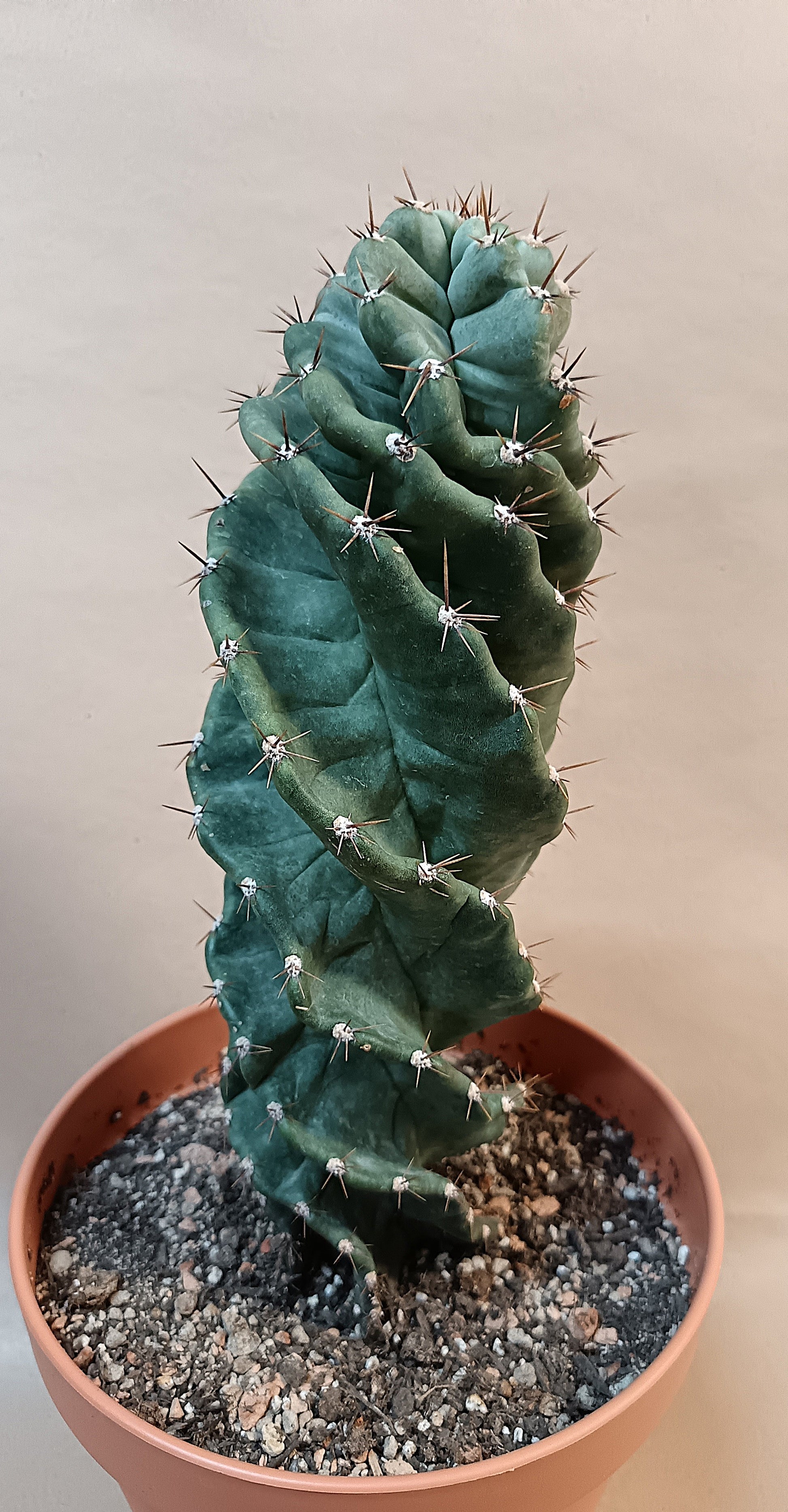 Cereus peruvianus f. tortuosus