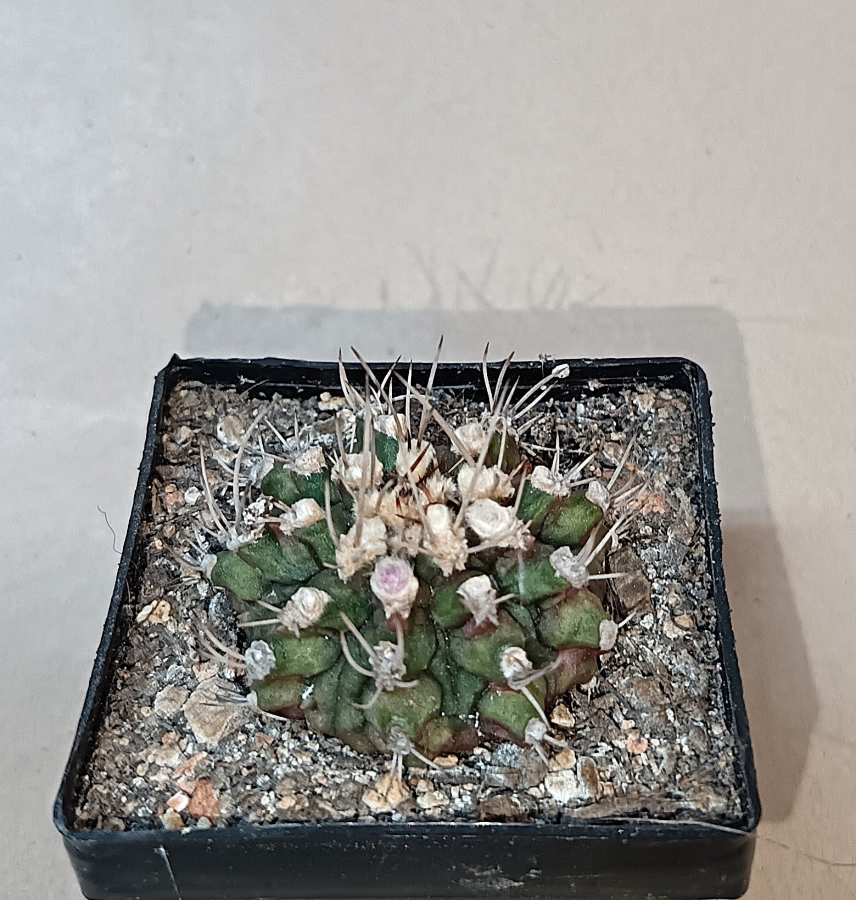Gymnocalycium mihanovichii 'T-Rex'