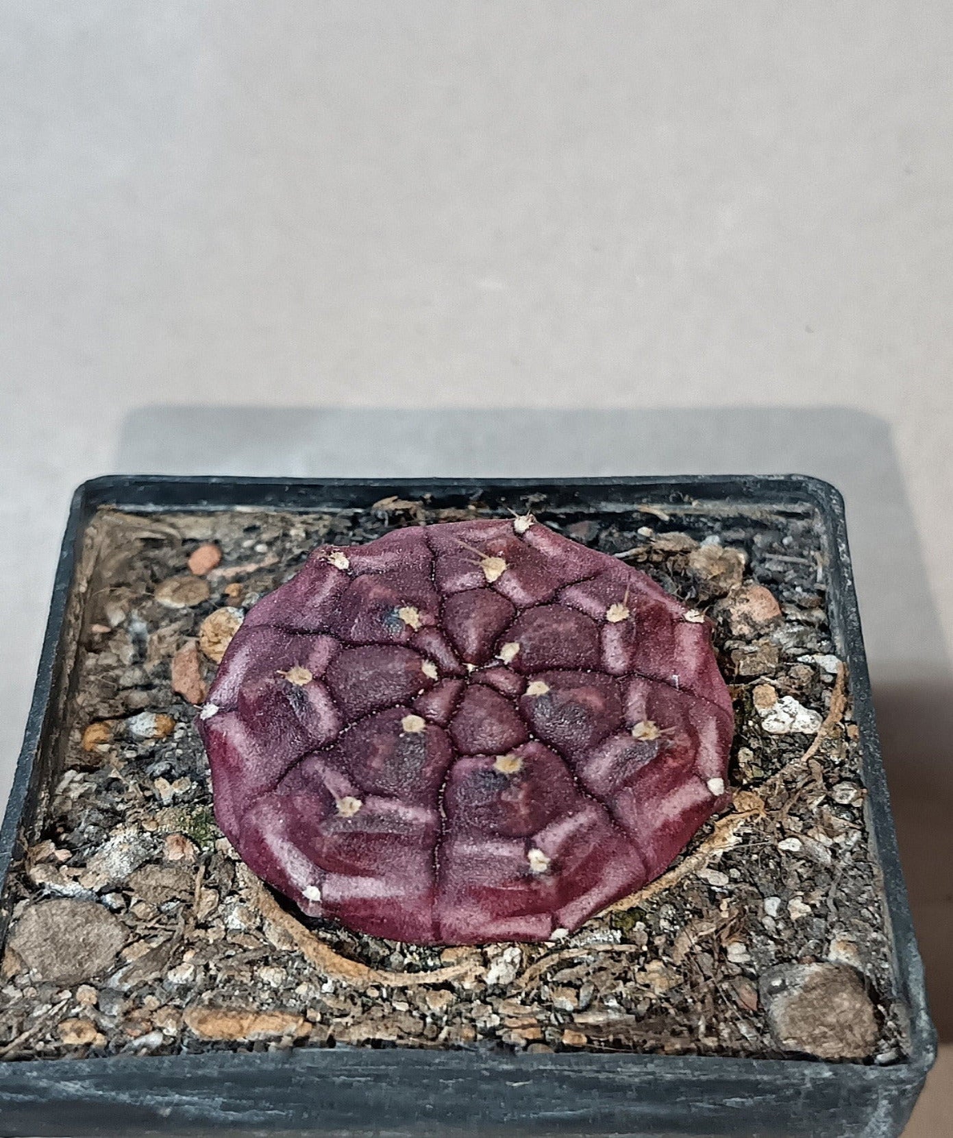 Gymnocalycium mihanovichii cv. 'Daydream'