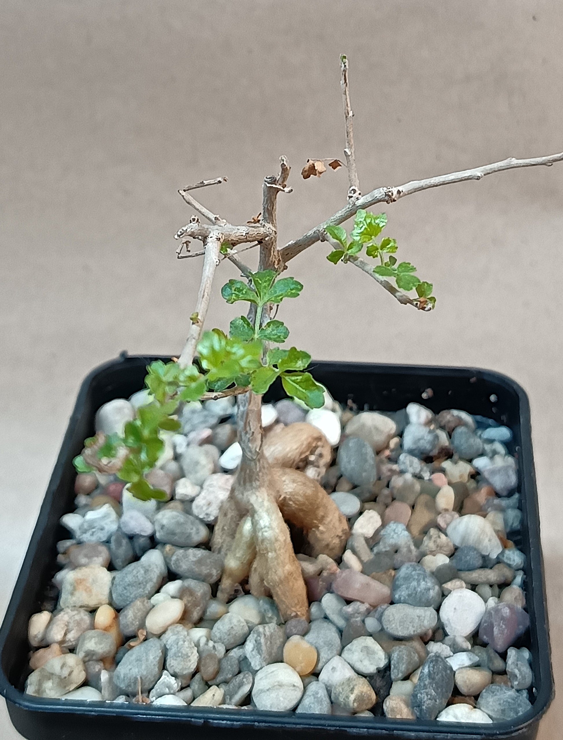Boswellia rivea