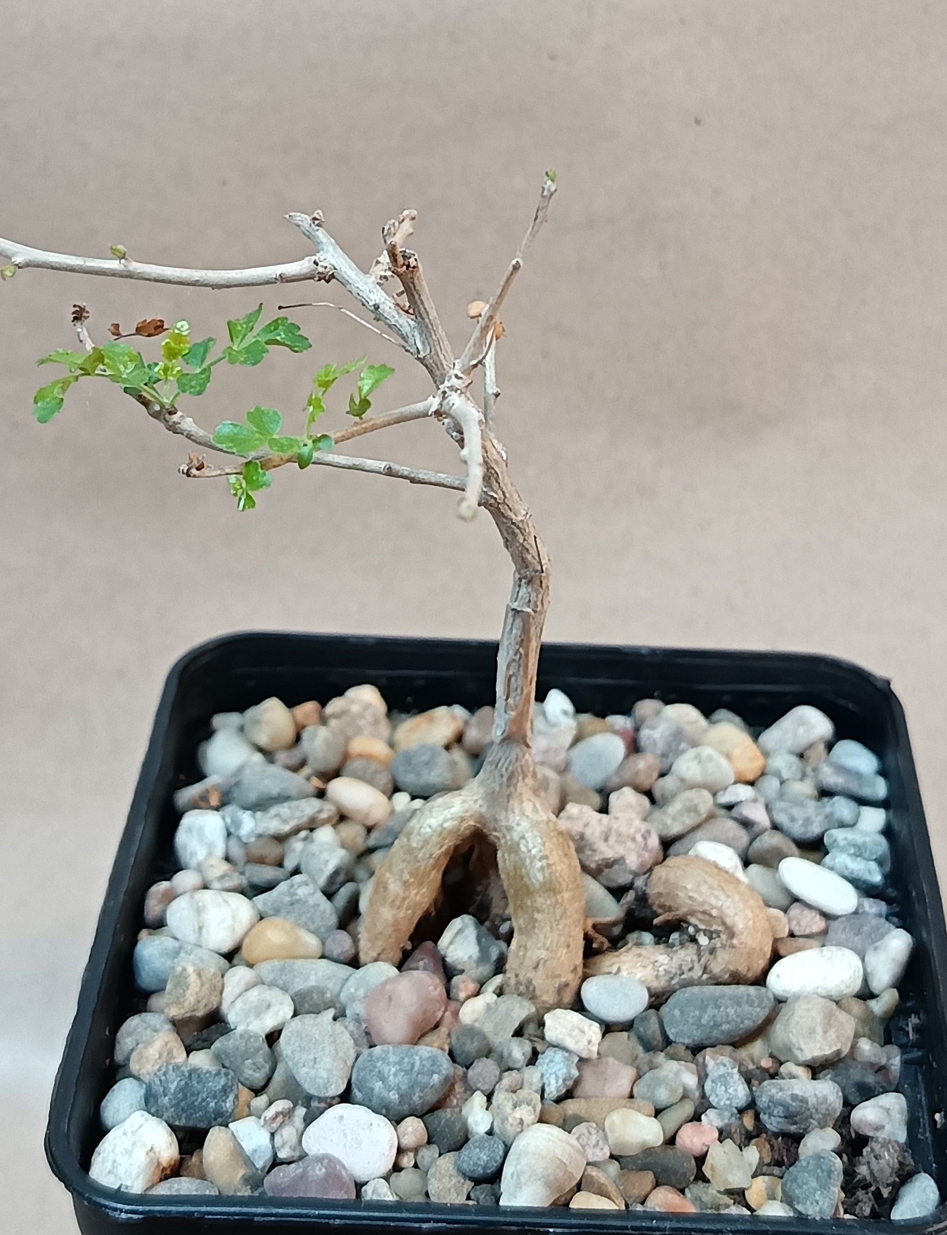 Boswellia rivea