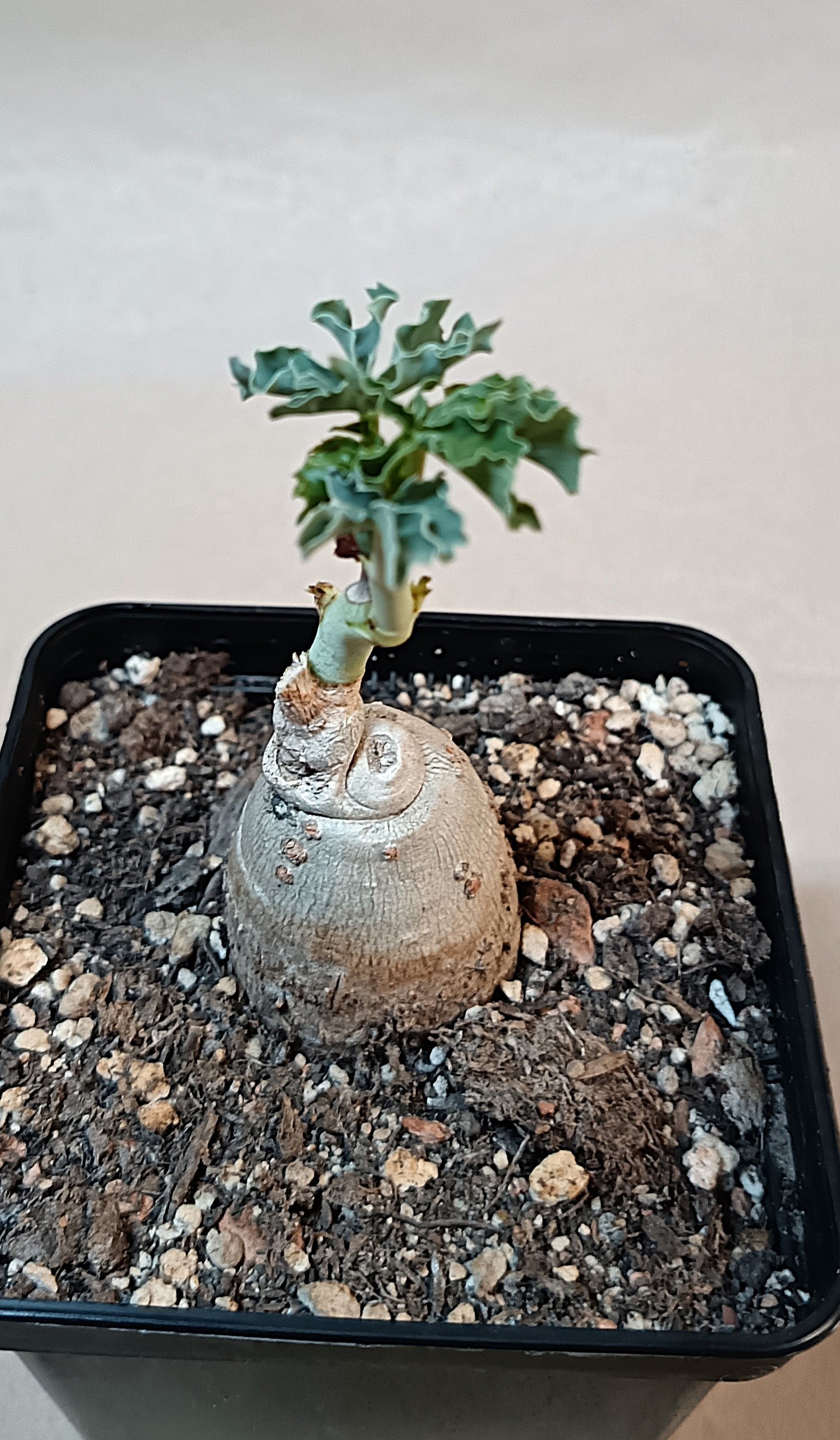 Jatropha cathartica