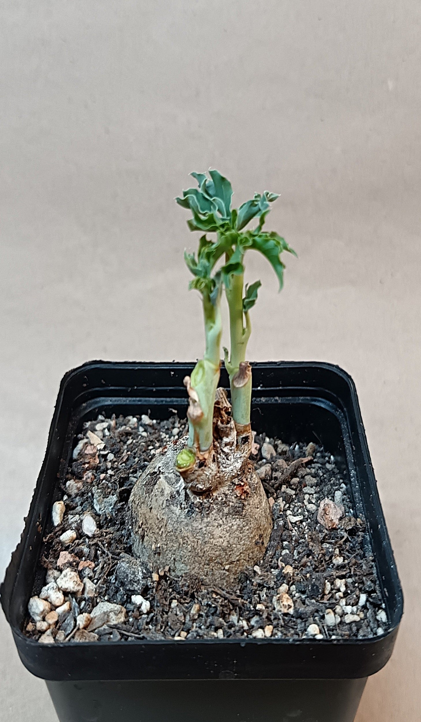 Jatropha cathartica