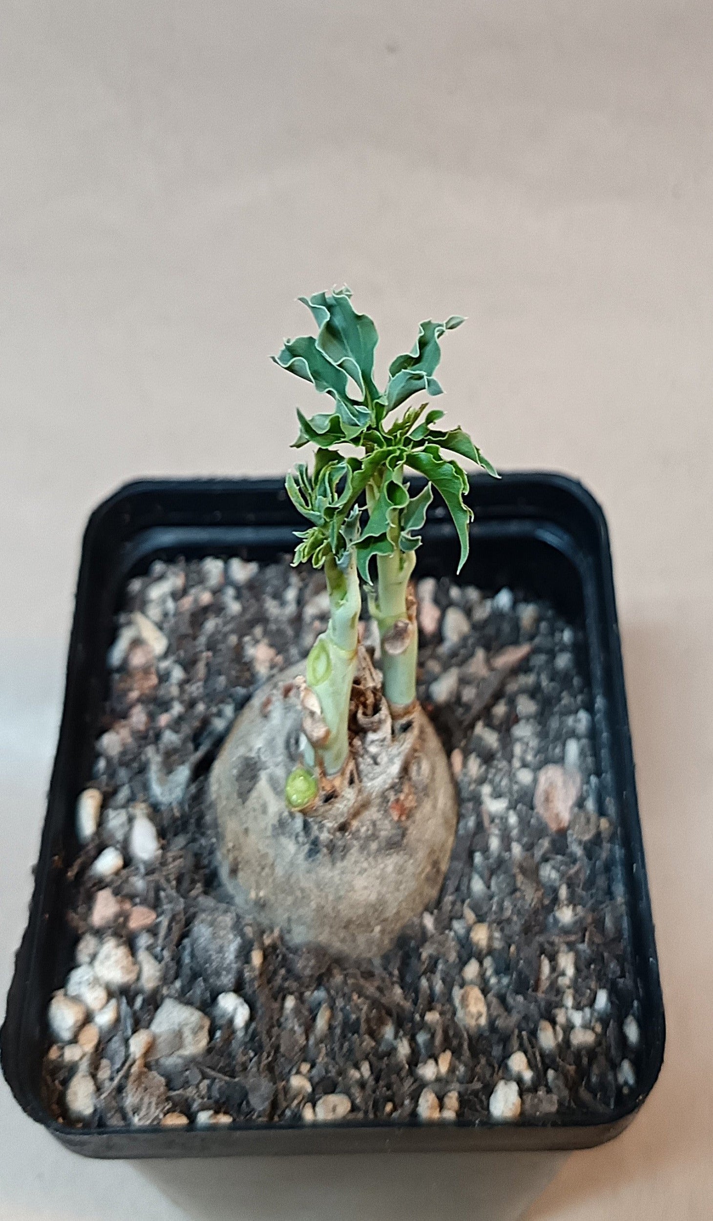 Jatropha cathartica